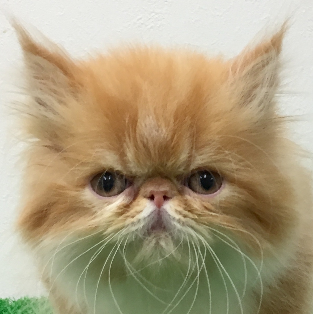 エキゾチック