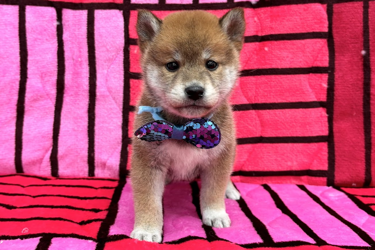 柴犬