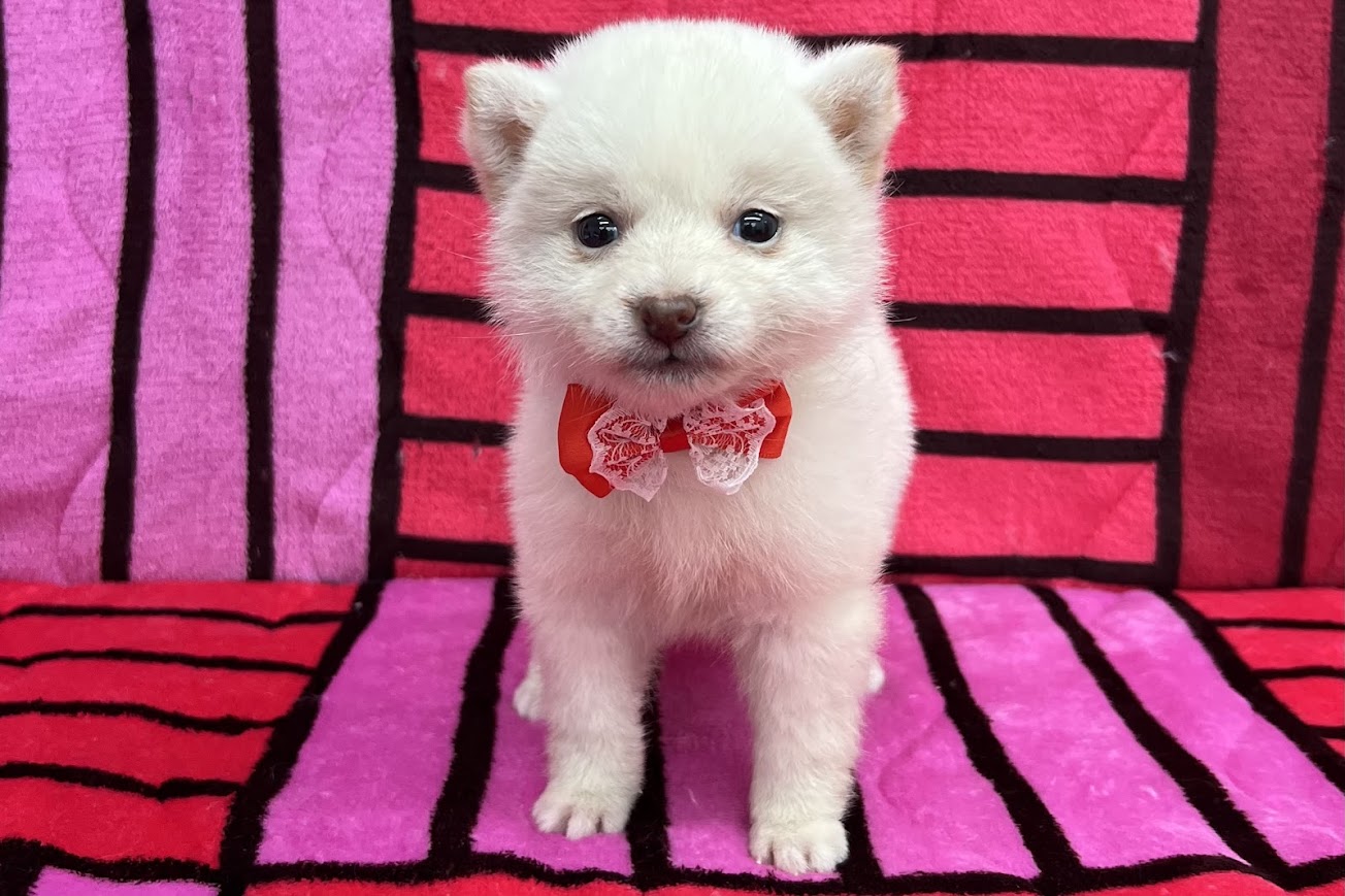 柴犬
