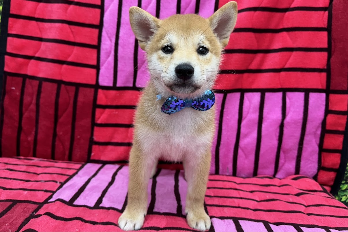 柴犬
