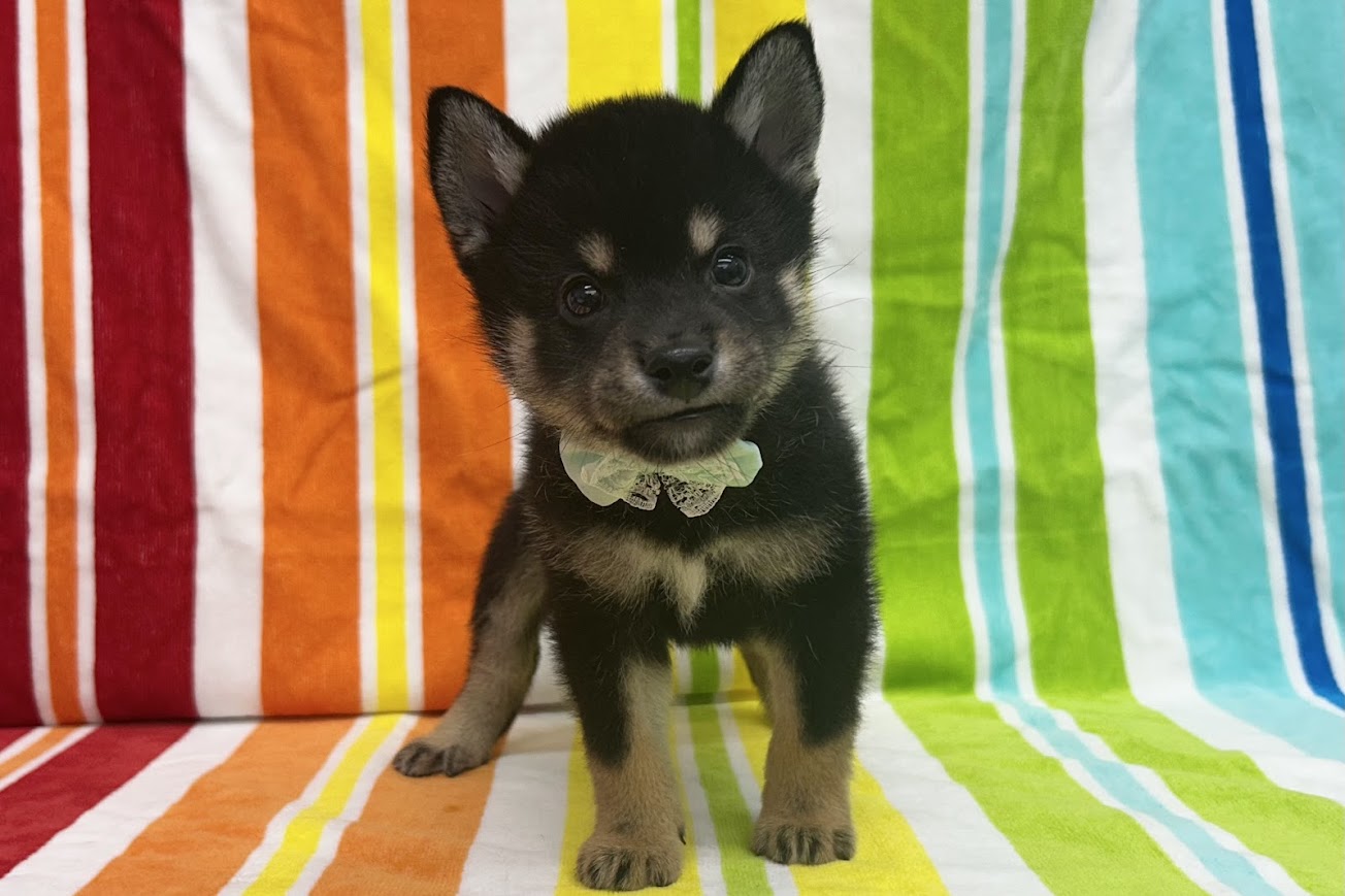 柴犬