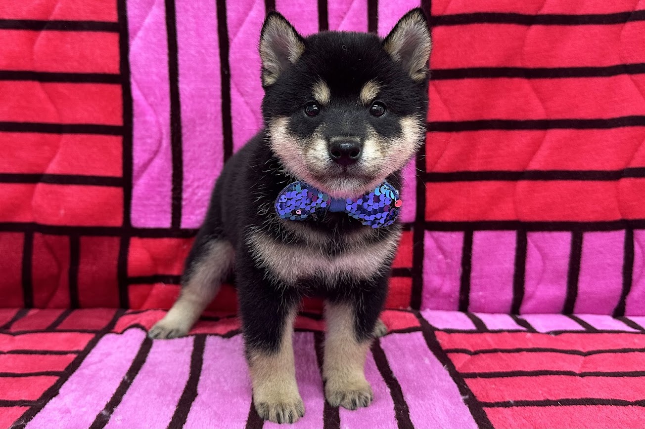 柴犬