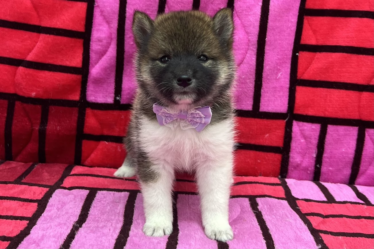 柴犬