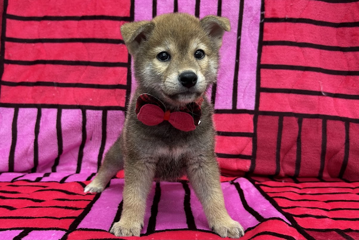 柴犬