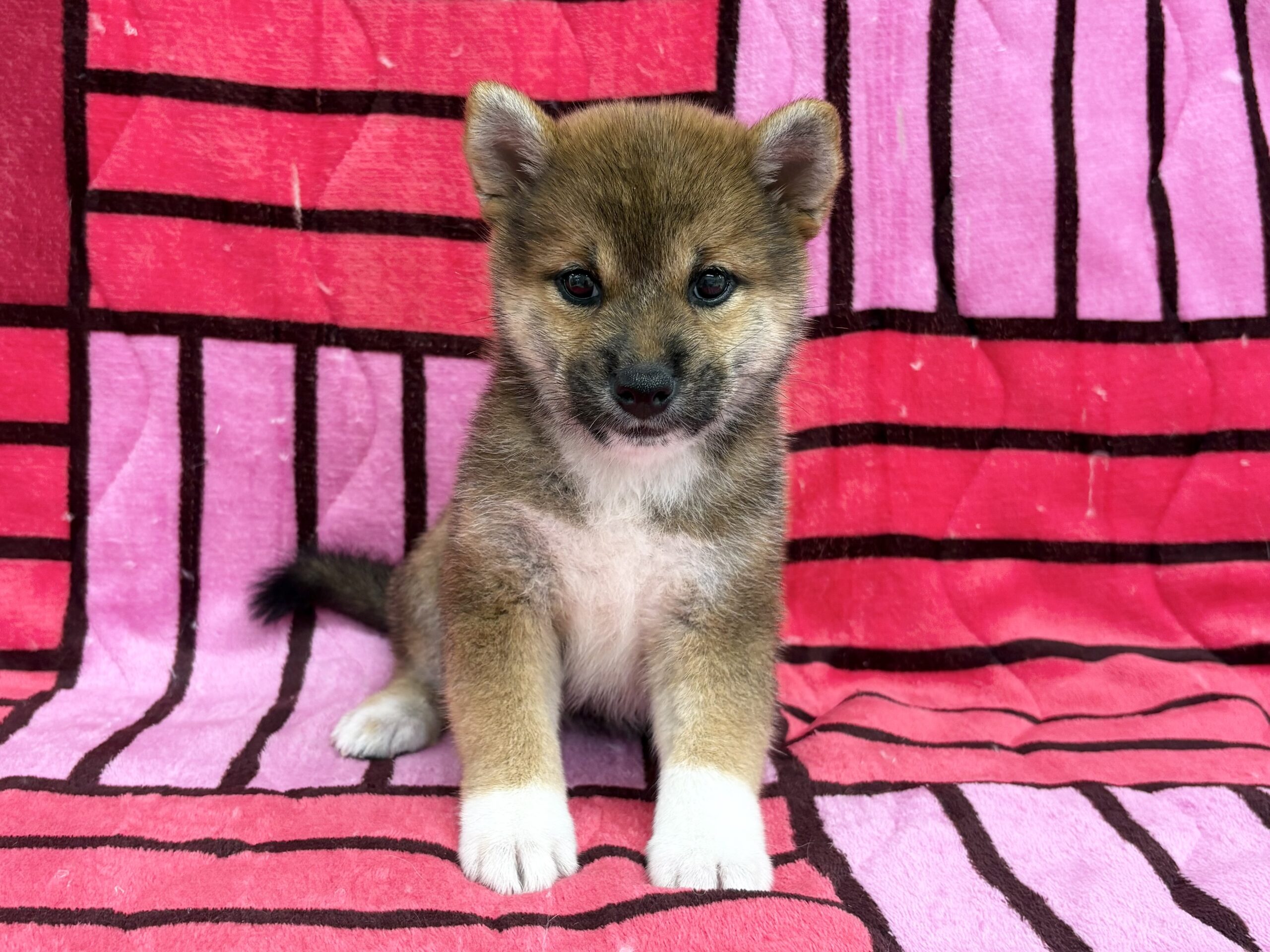 柴犬