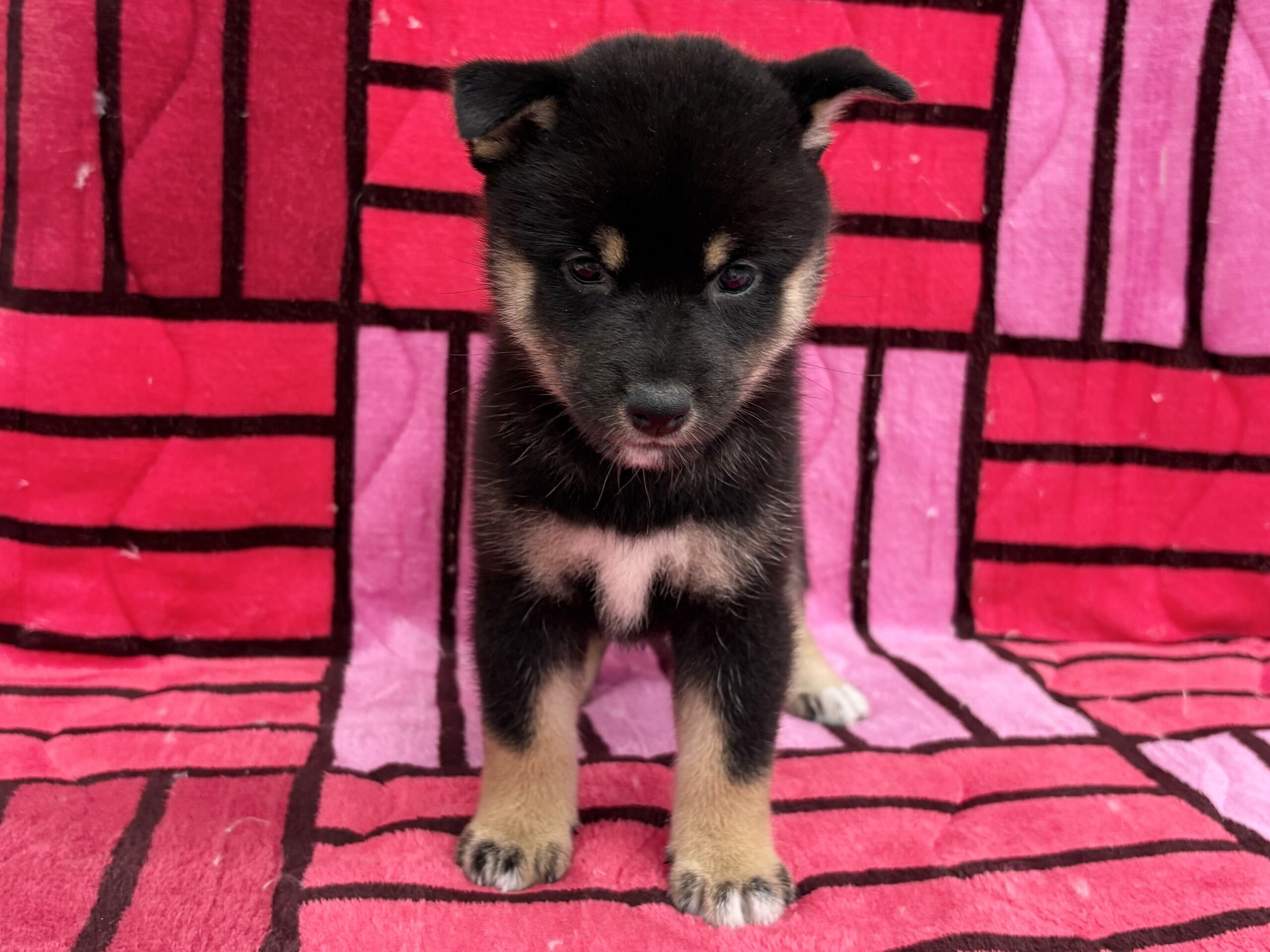 柴犬