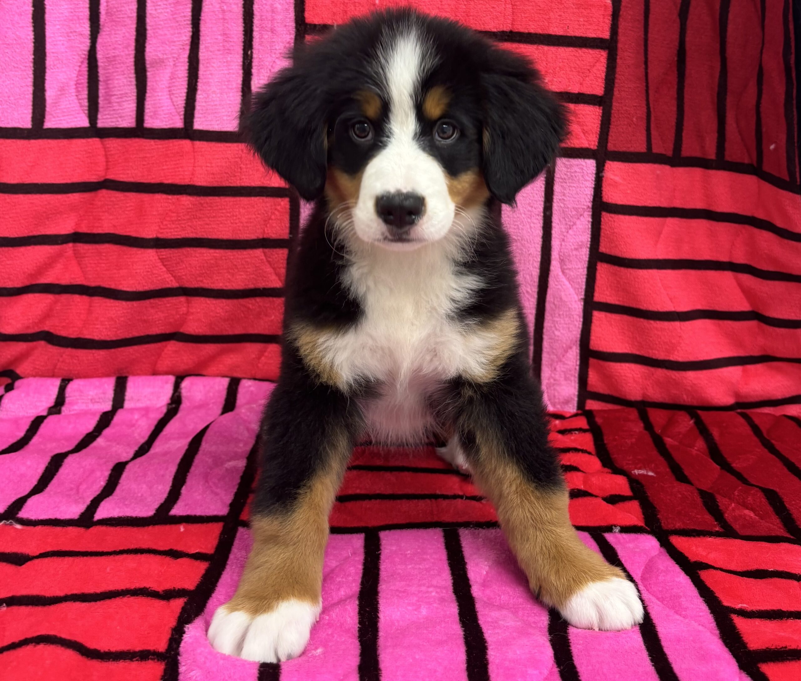 バーニーズ・マウンテン・ドッグ