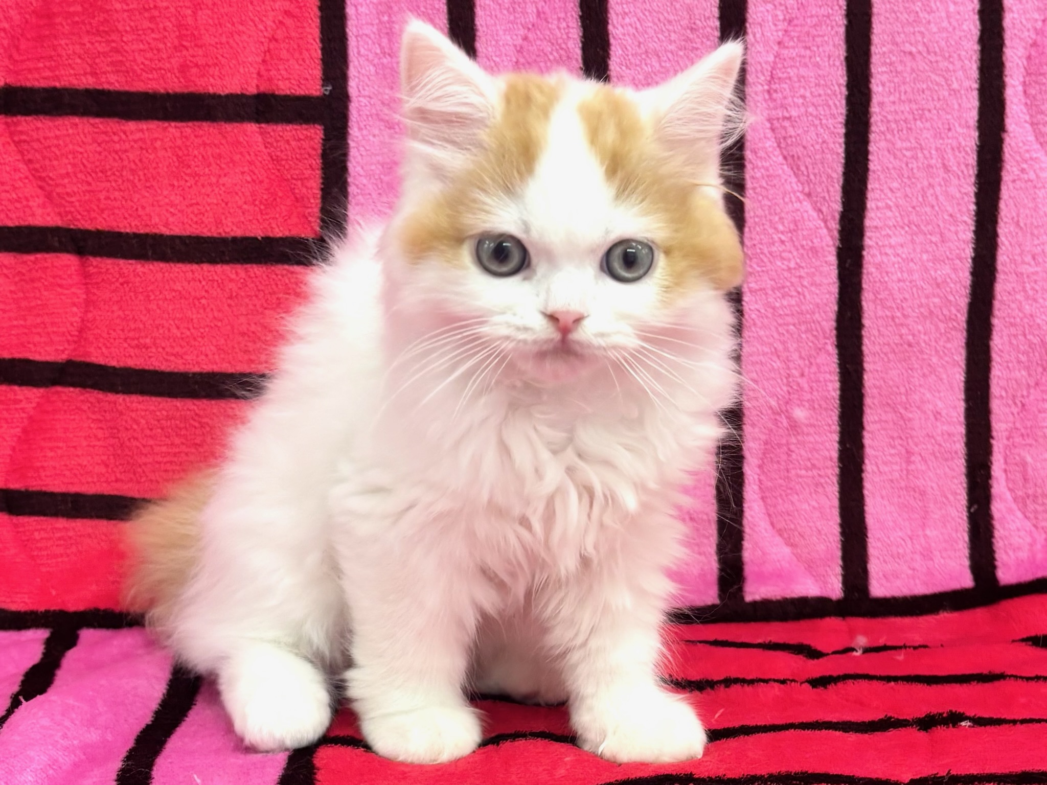 スコティッシュフォールド