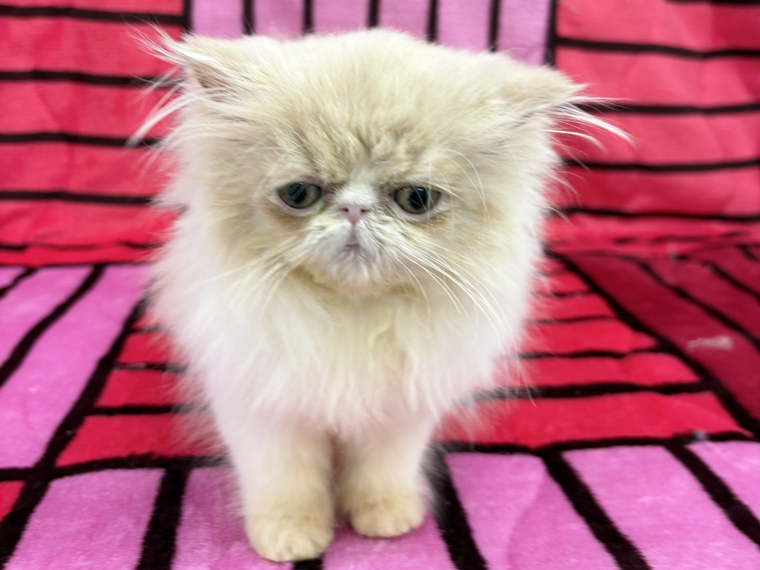 エキゾチック