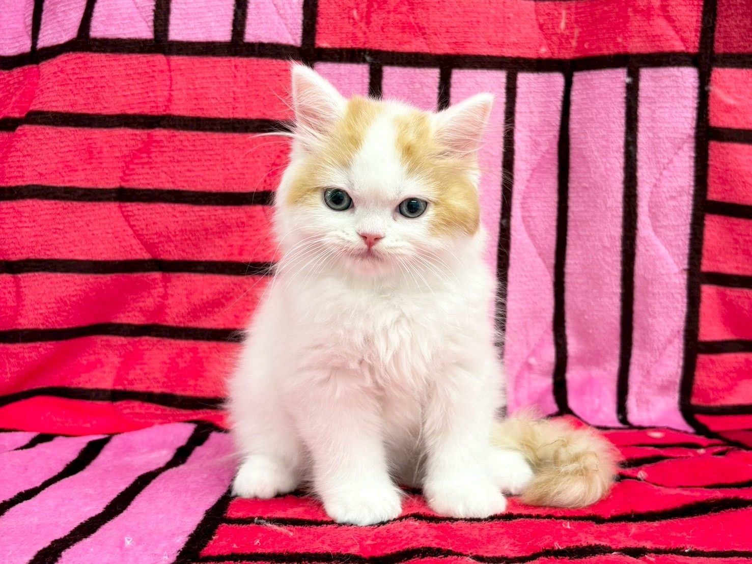 スコティッシュフォールド