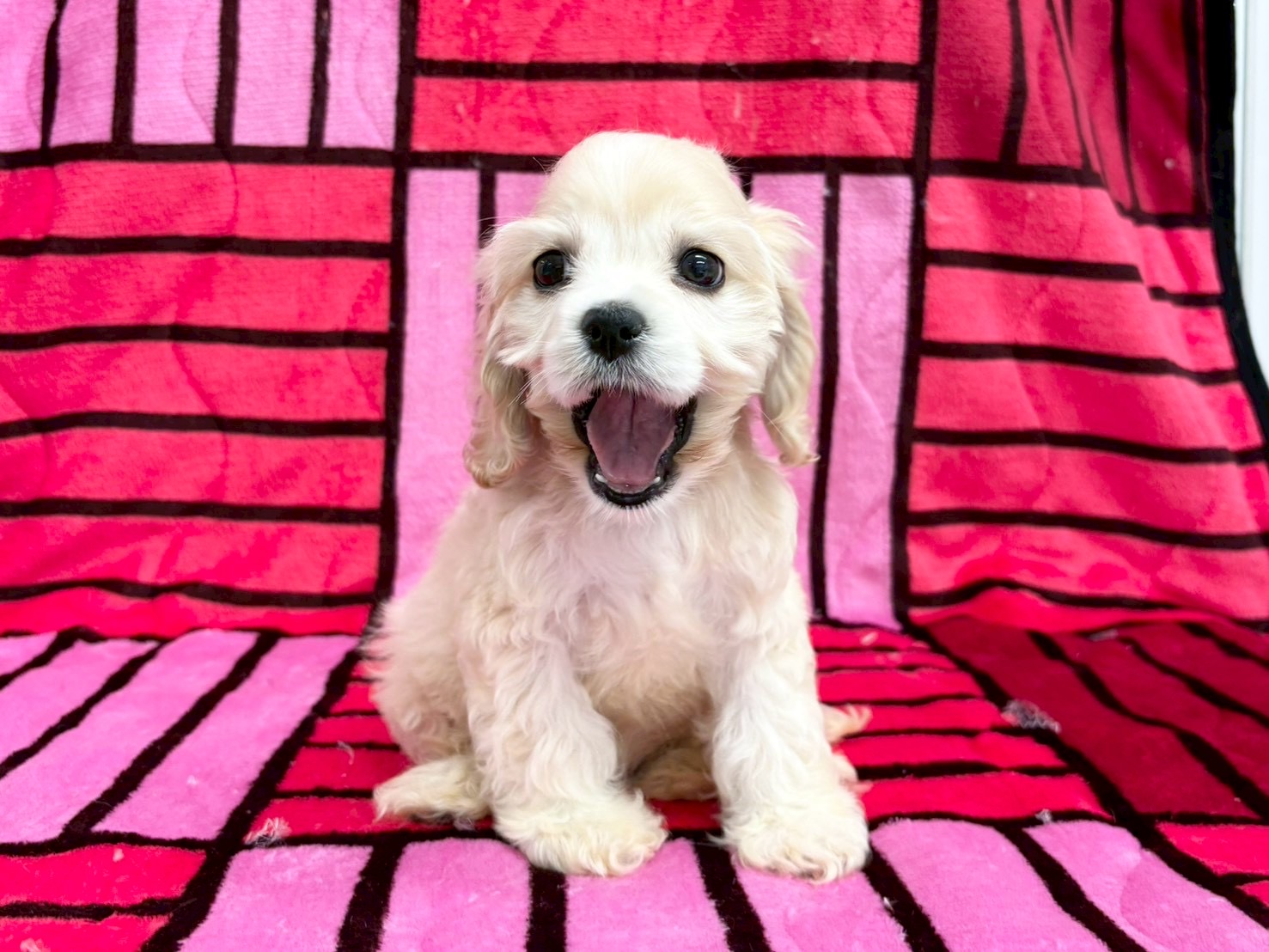 アメリカンコッカースパニエル