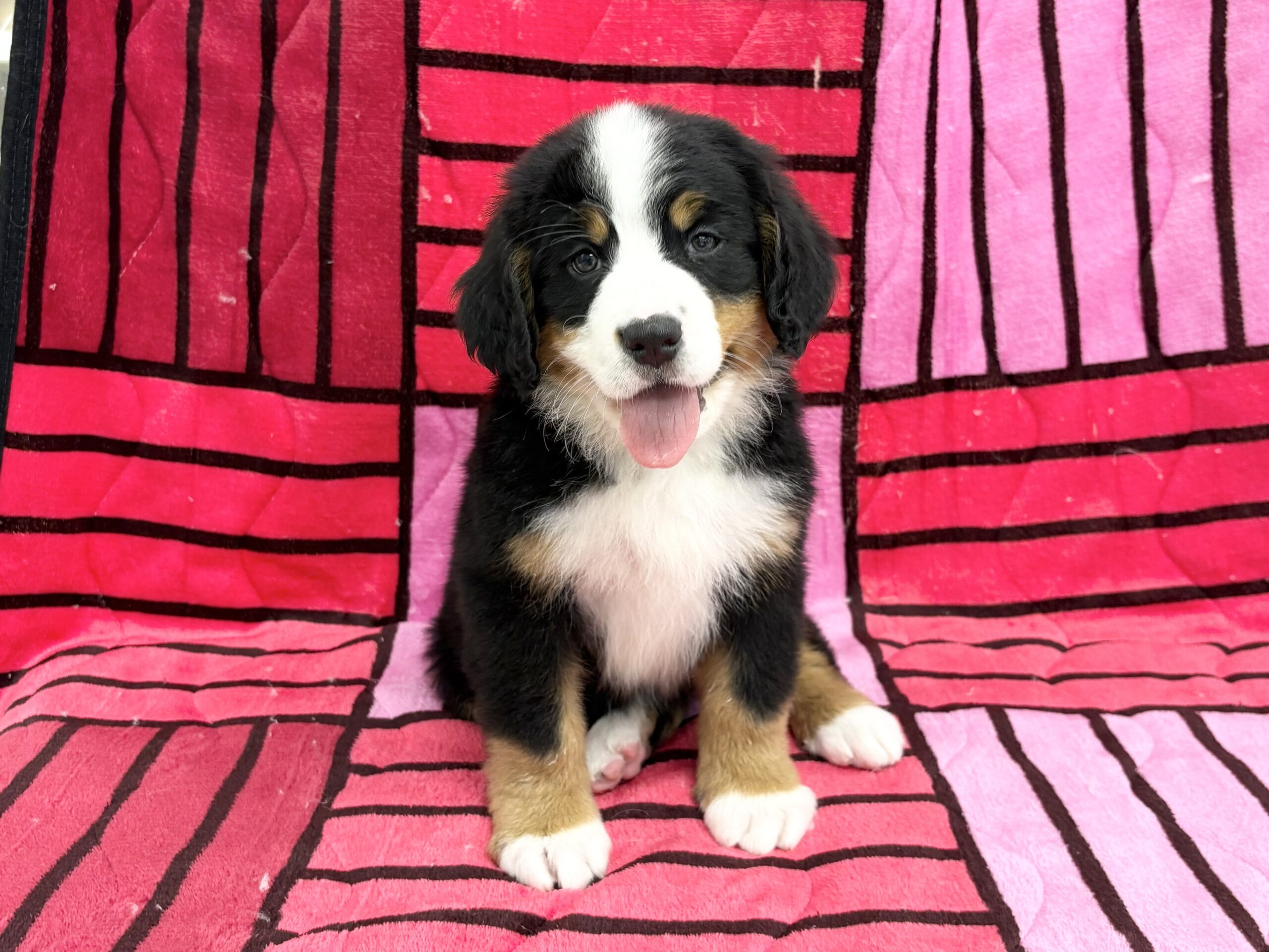 バーニーズ・マウンテン・ドッグ