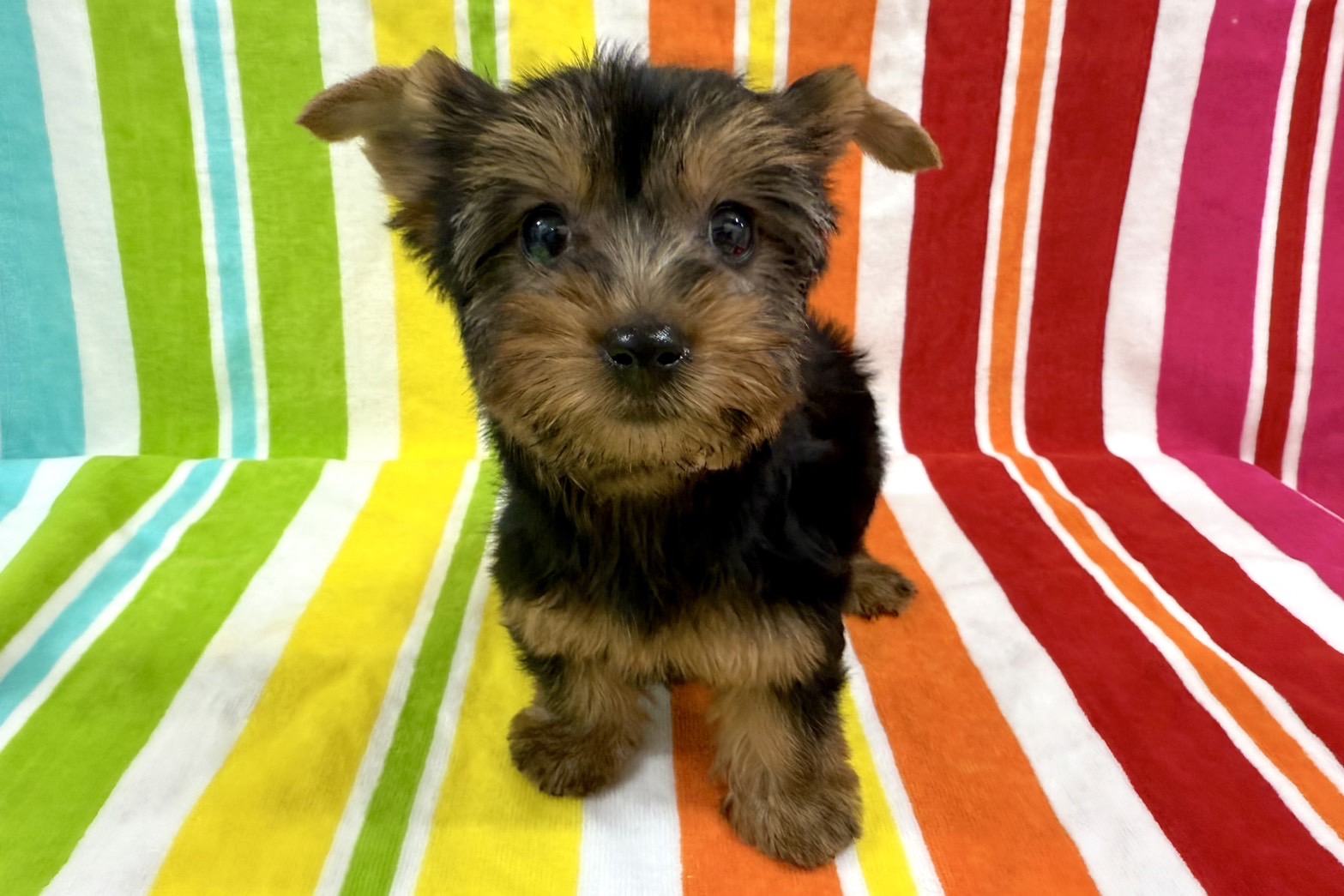 ヨークシャーテリア