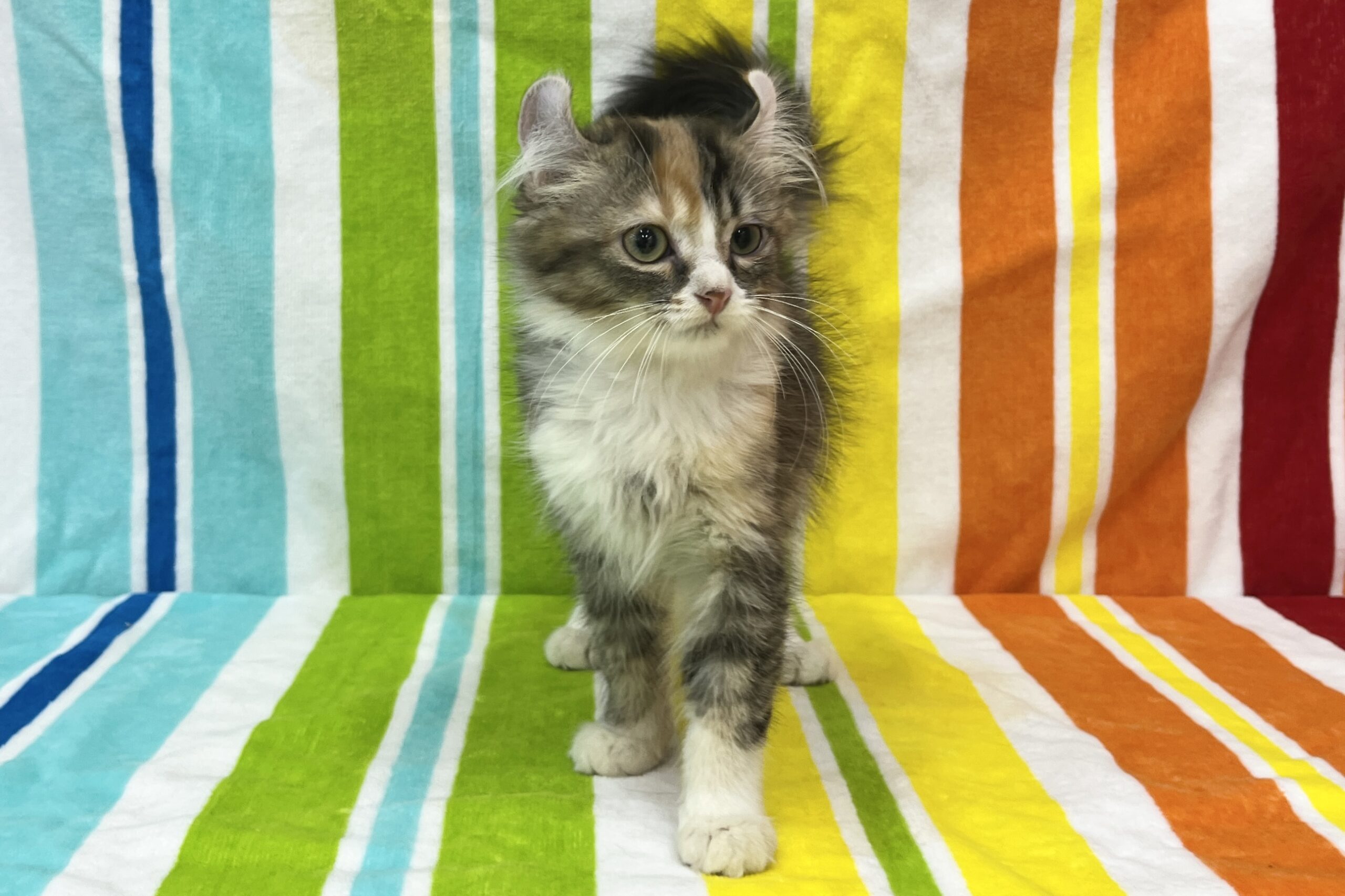 アメリカンカール