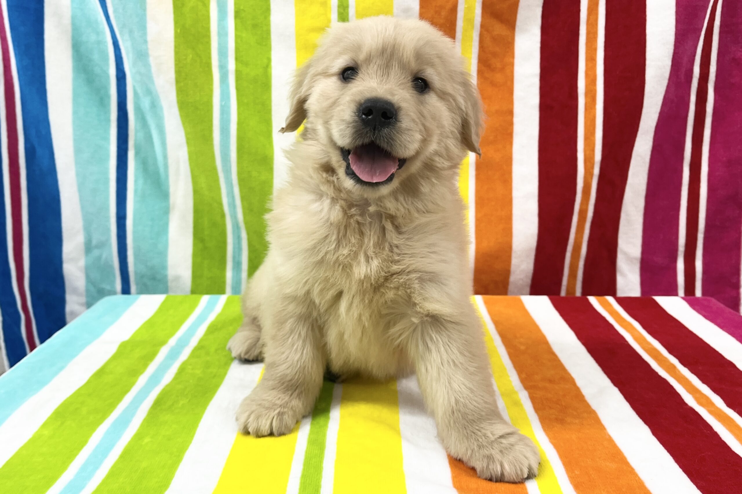 ゴールデンレトリーバー