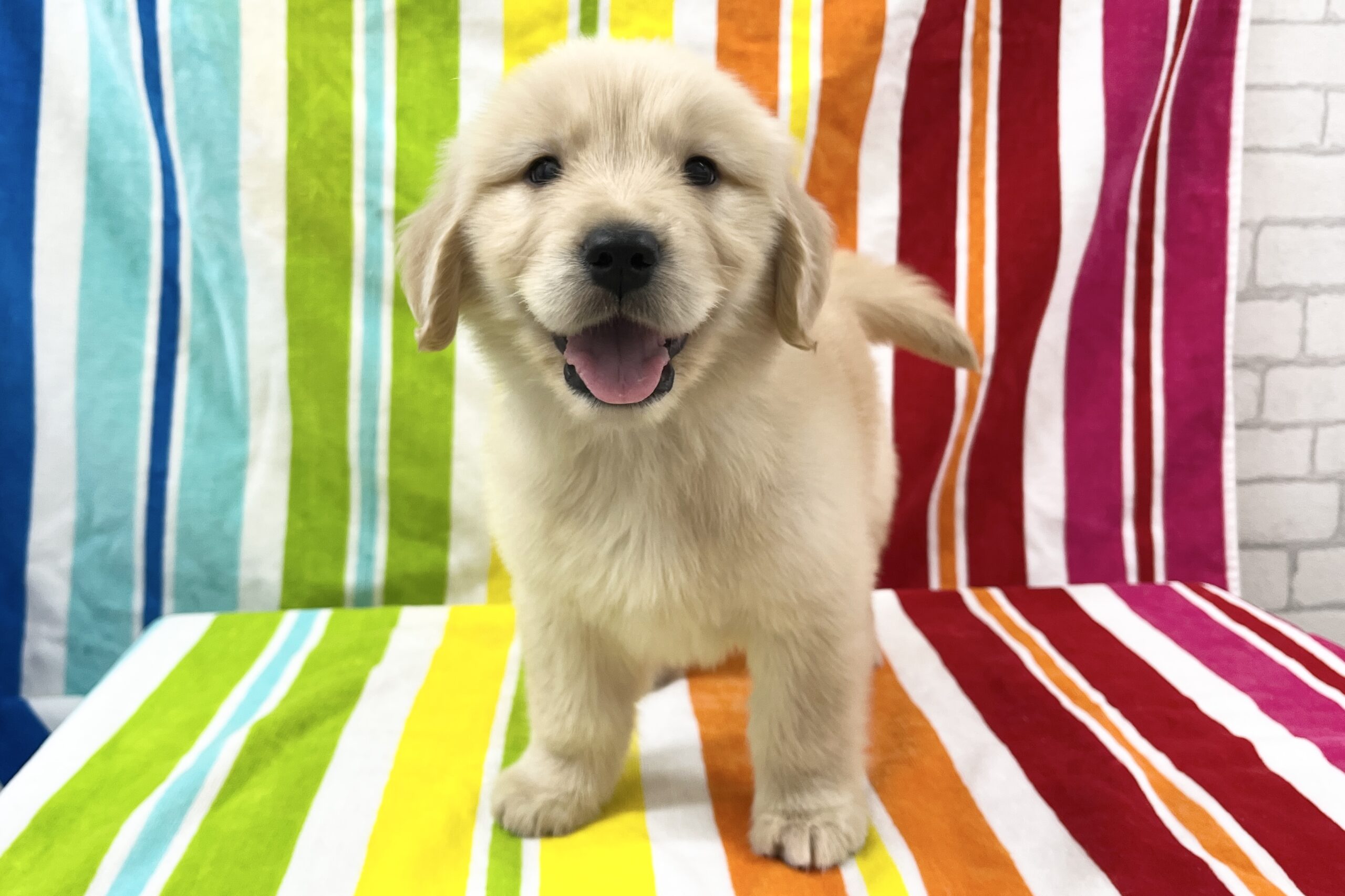 ゴールデンレトリーバー