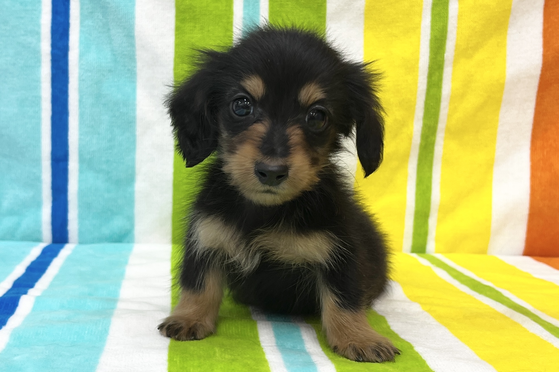 ミニチュアダックスフンド