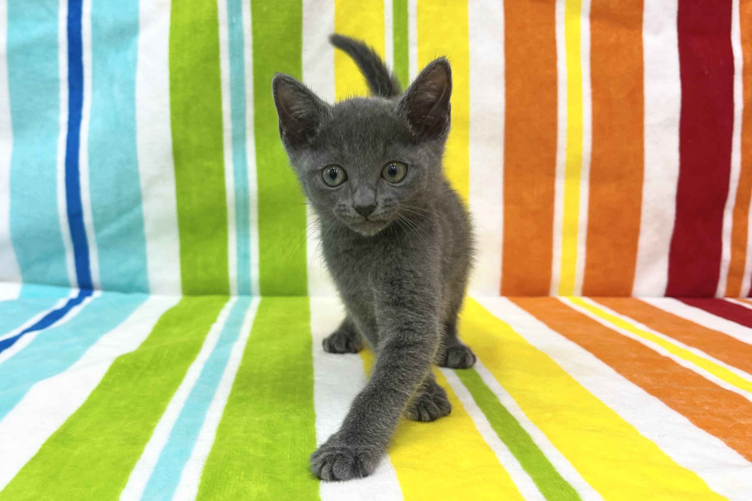 ロシアンブルー