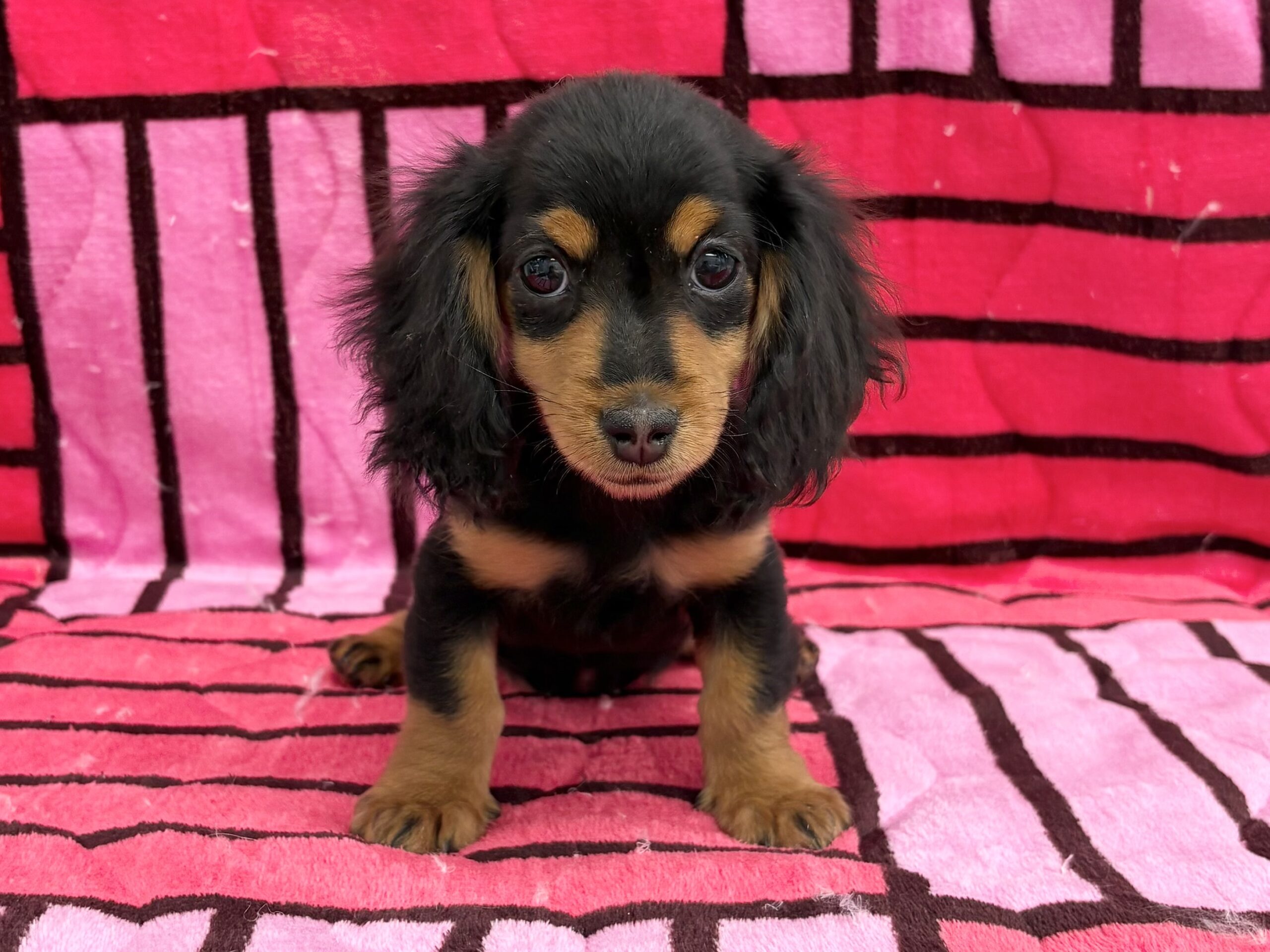 ミニチュアダックスフンド