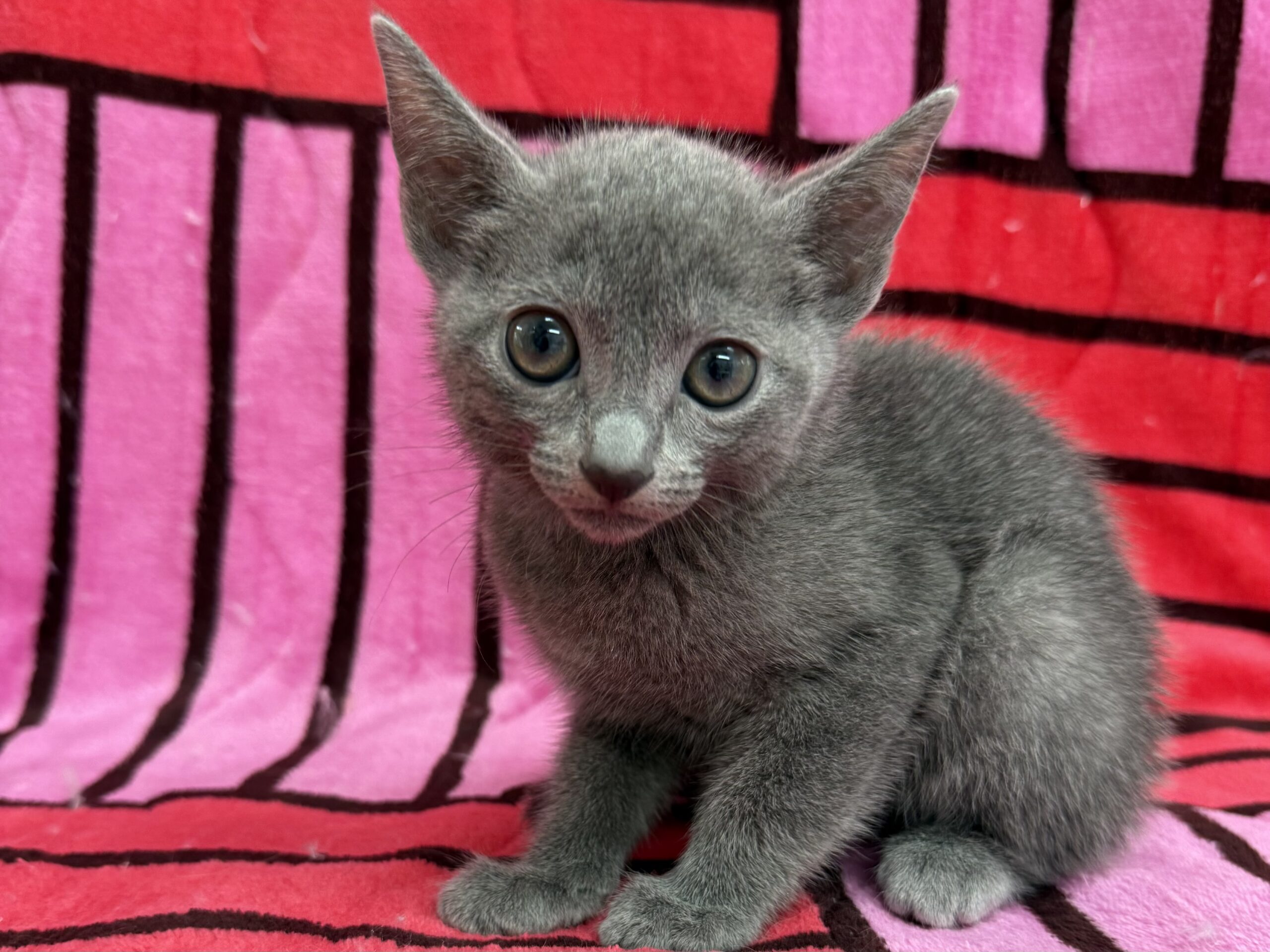 ロシアンブルー