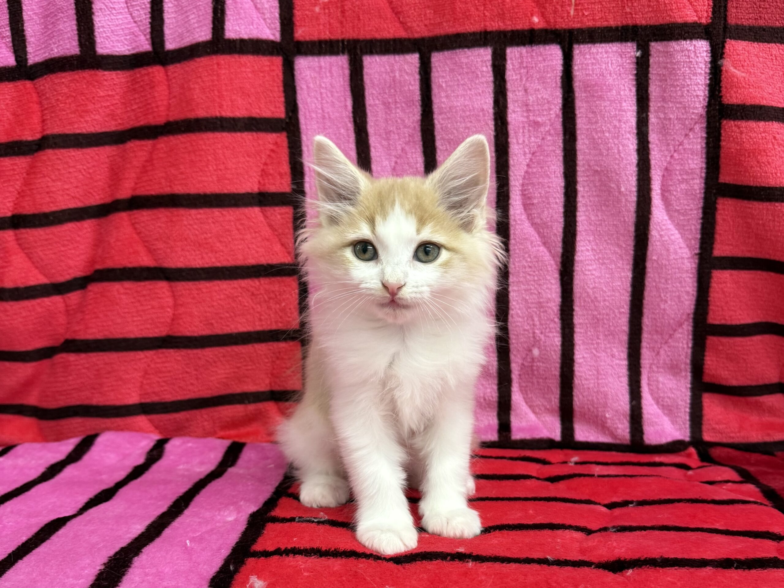 ノルウェージャンフォレストキャット