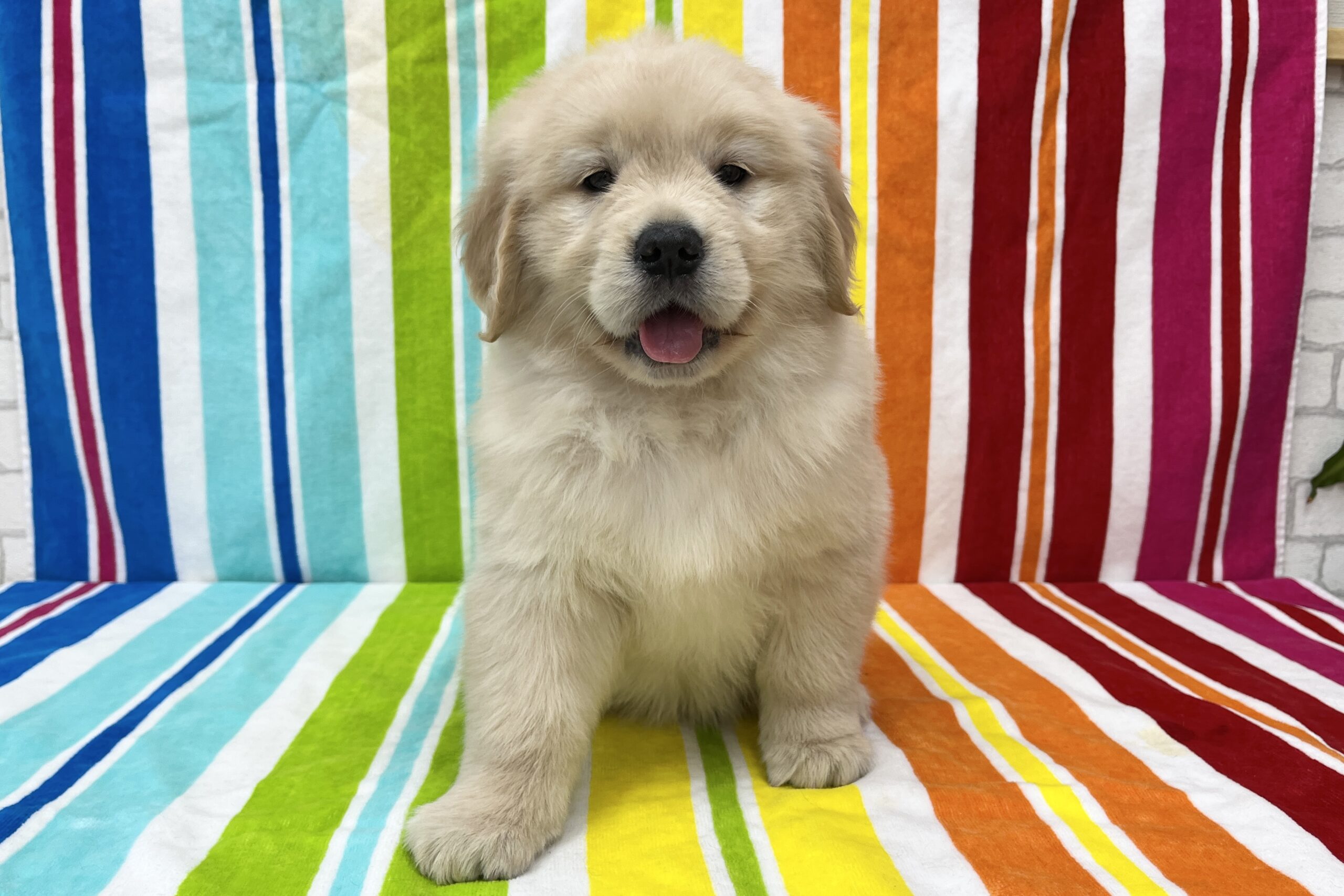 ゴールデンレトリーバー