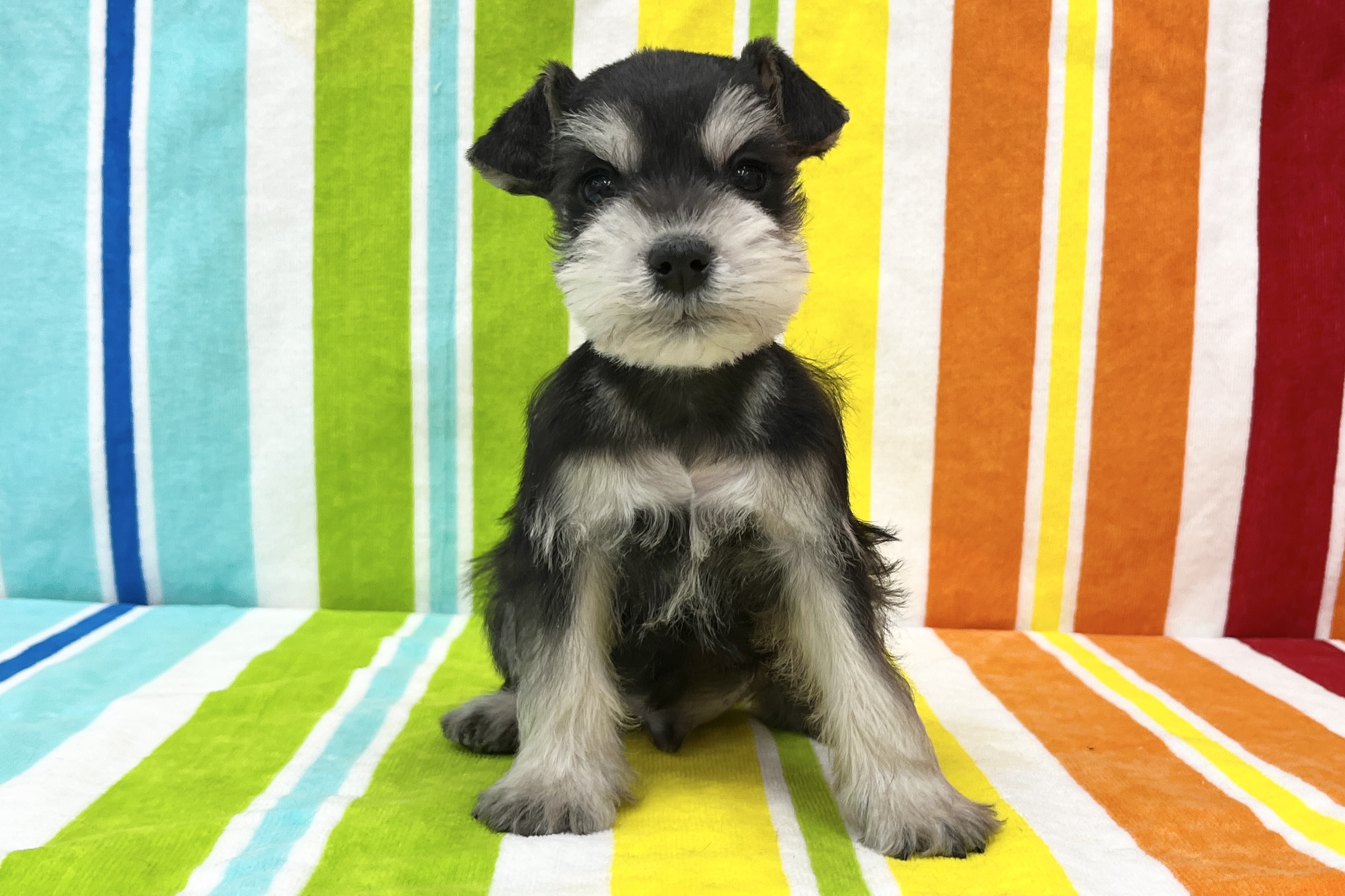 ミニチュアシュナウザー