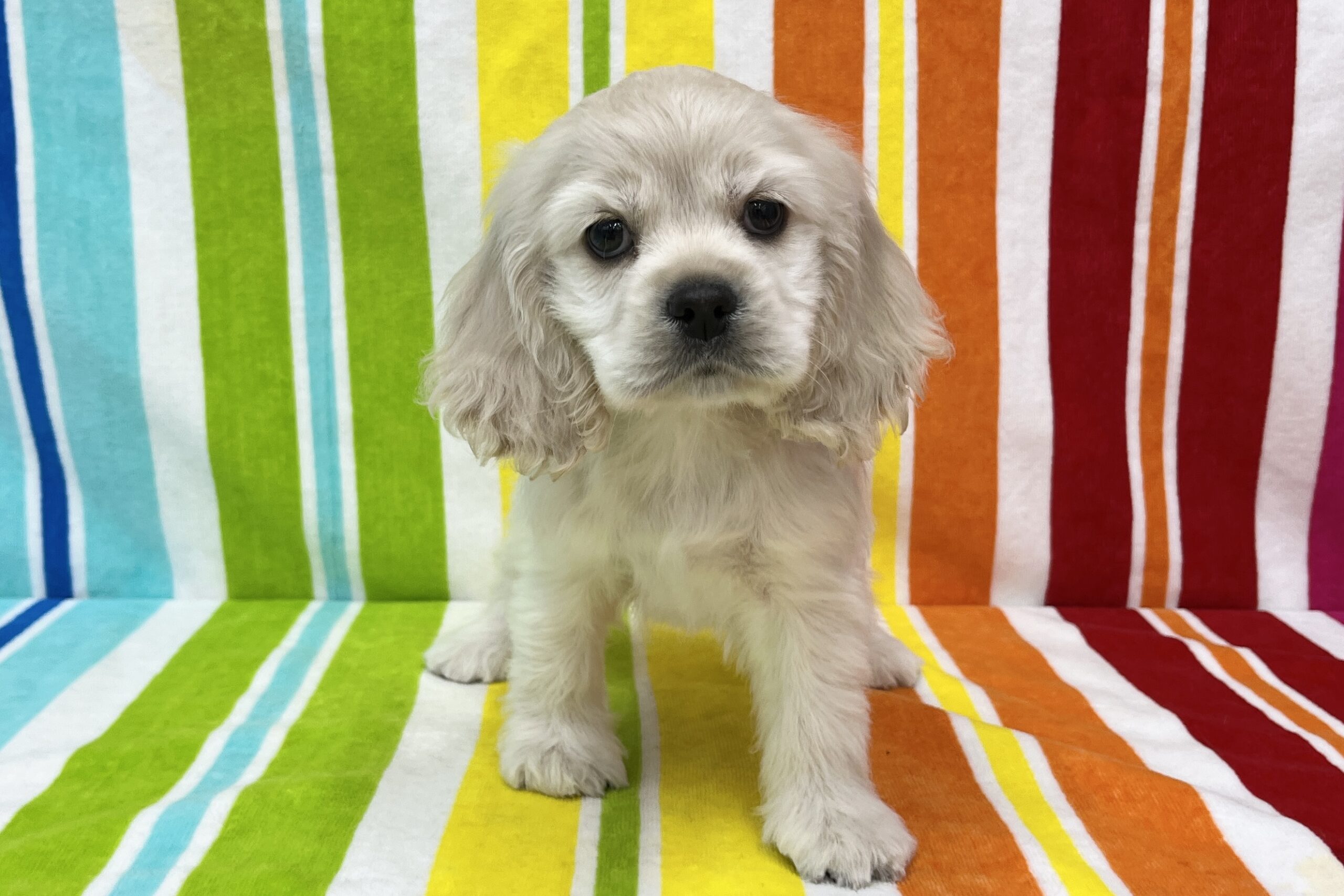 アメリカンコッカー