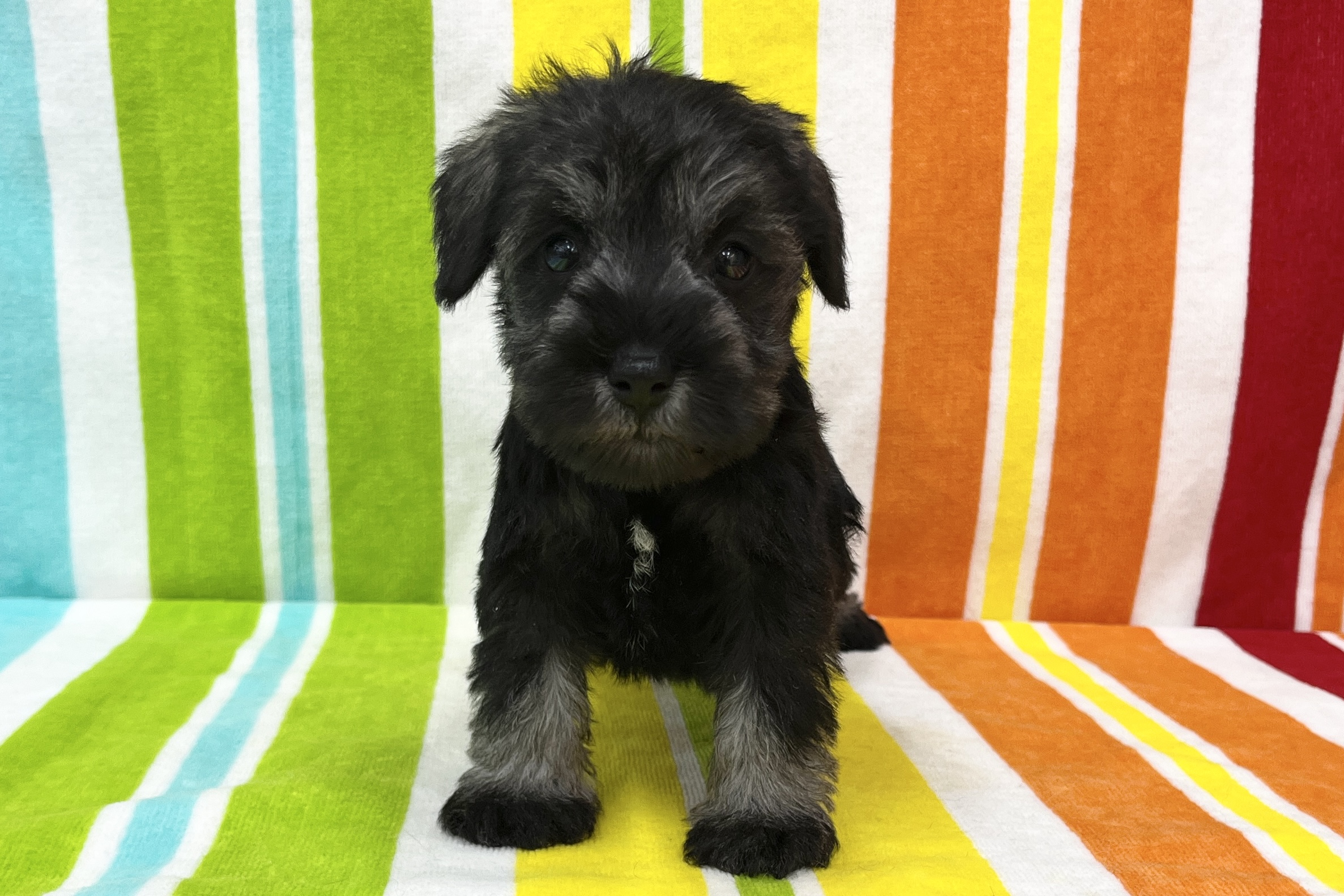 ミニチュアシュナウザー