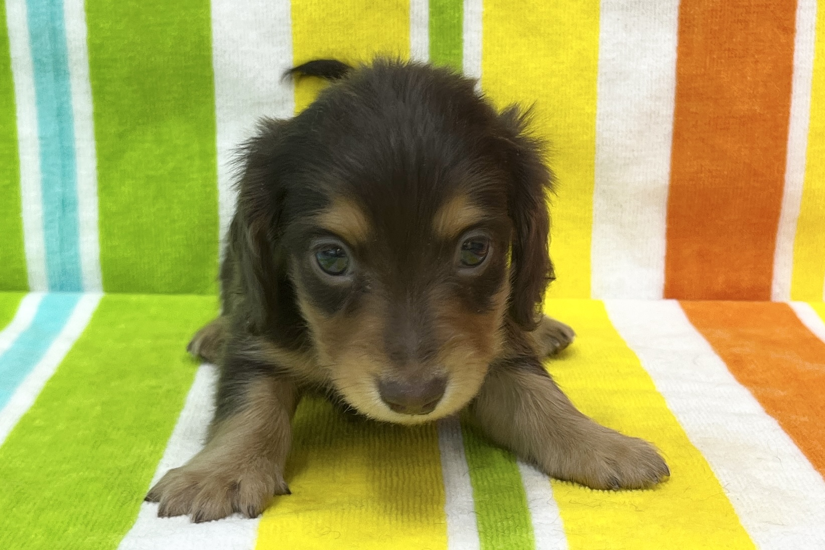 ミニチュアダックスフンド