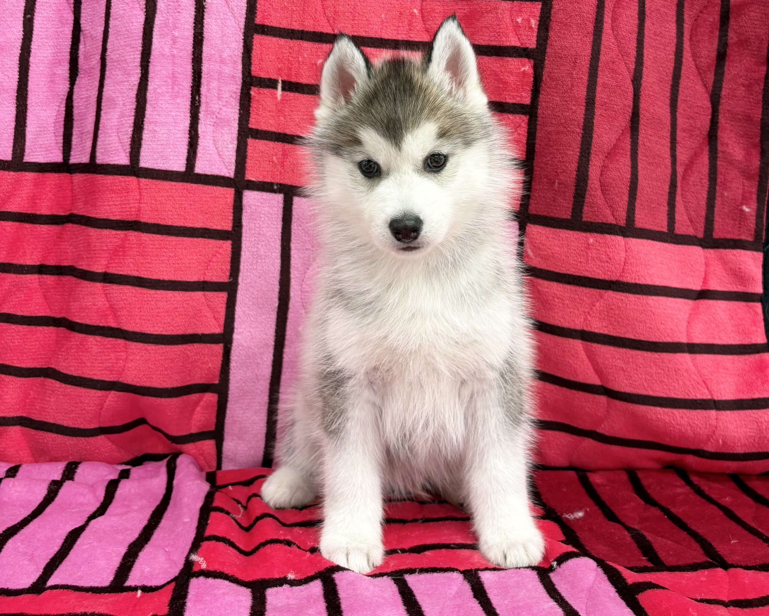 シベリアンハスキー