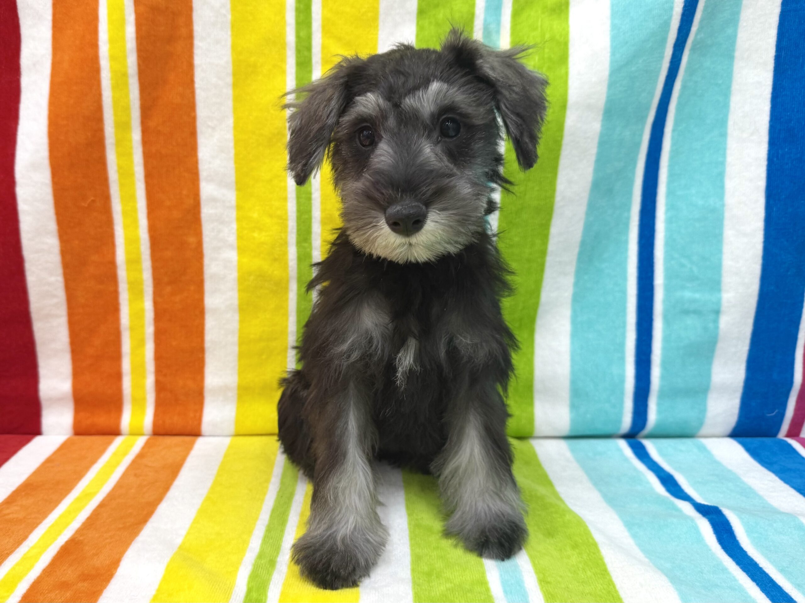 ミニチュアシュナウザー