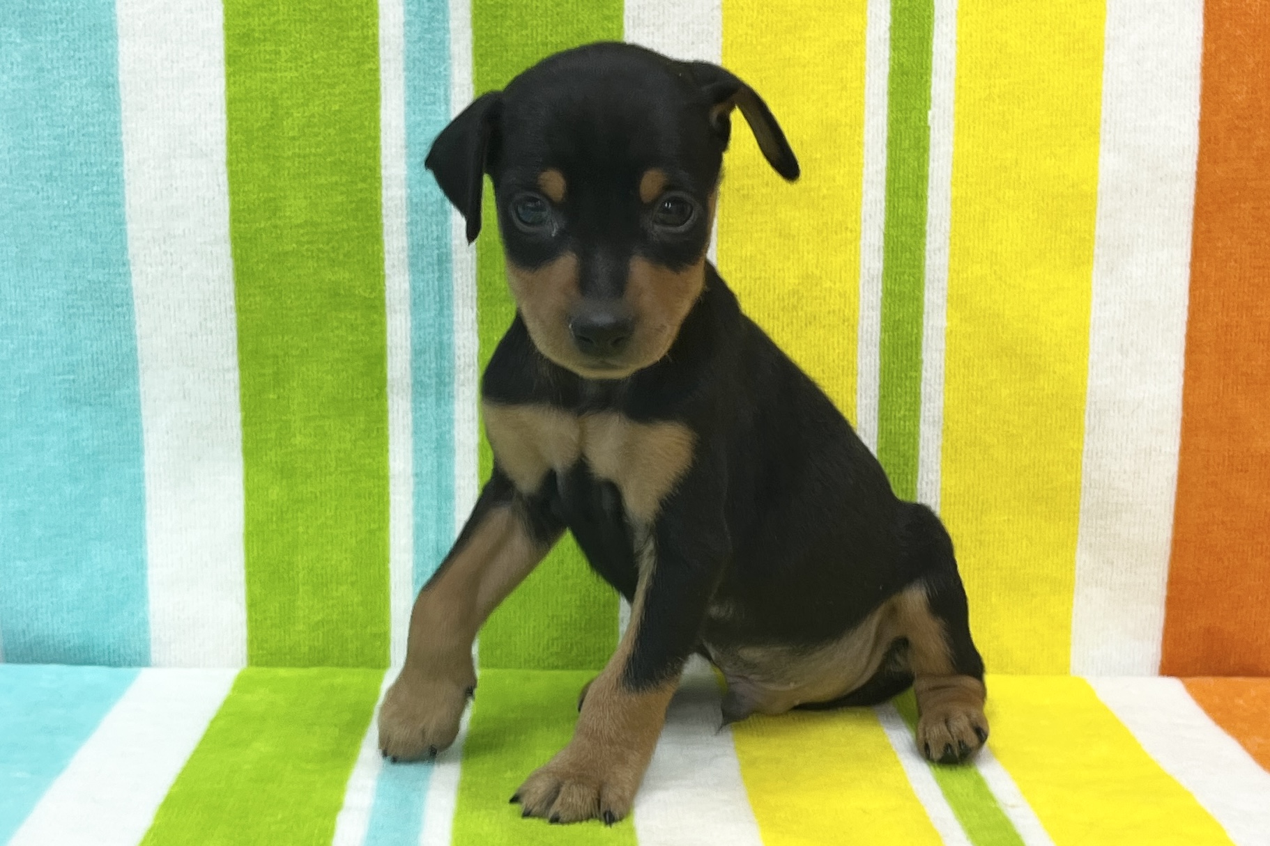 ミニチュアピンシャー