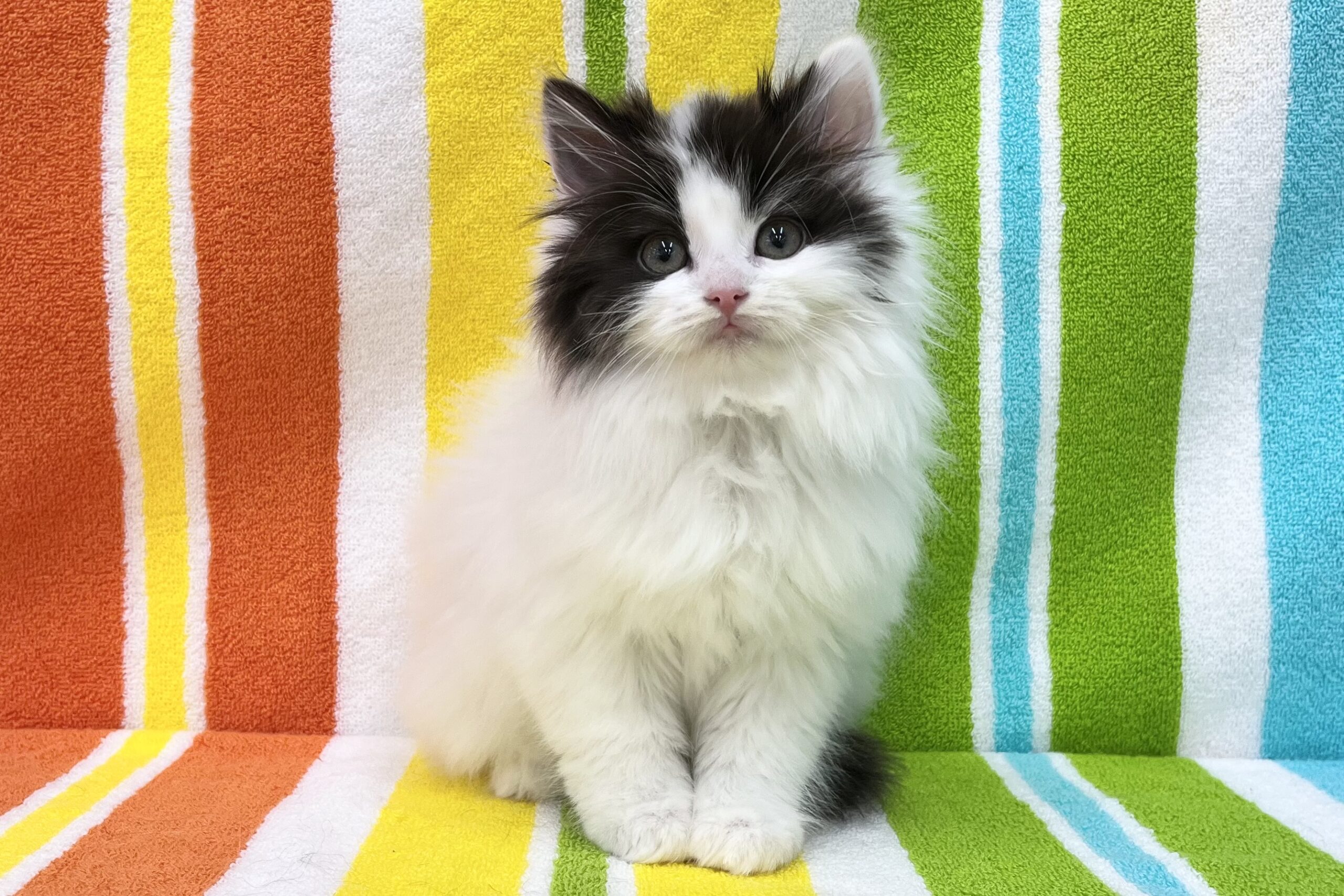 ノルウェージャン