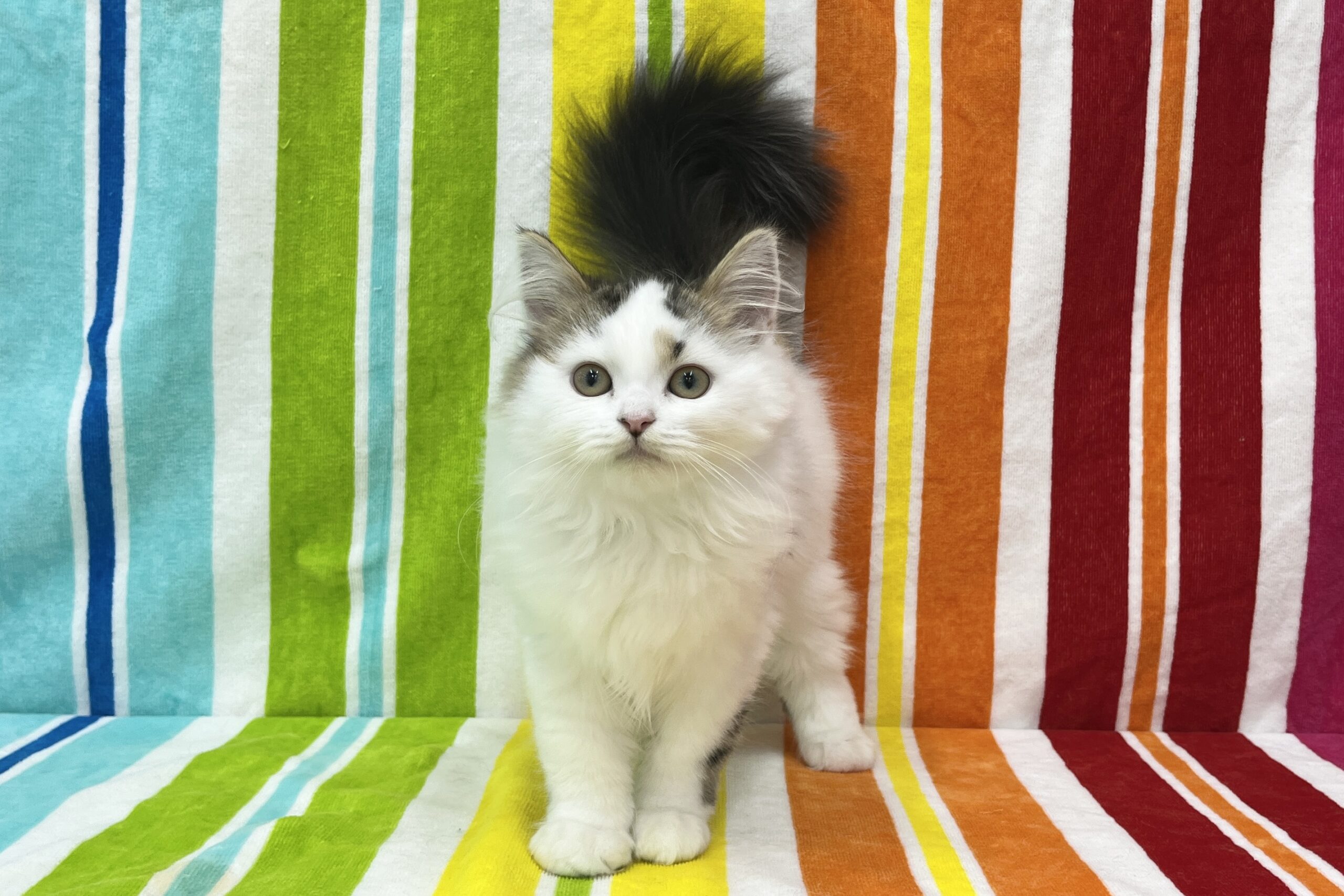 スコティッシュストレート