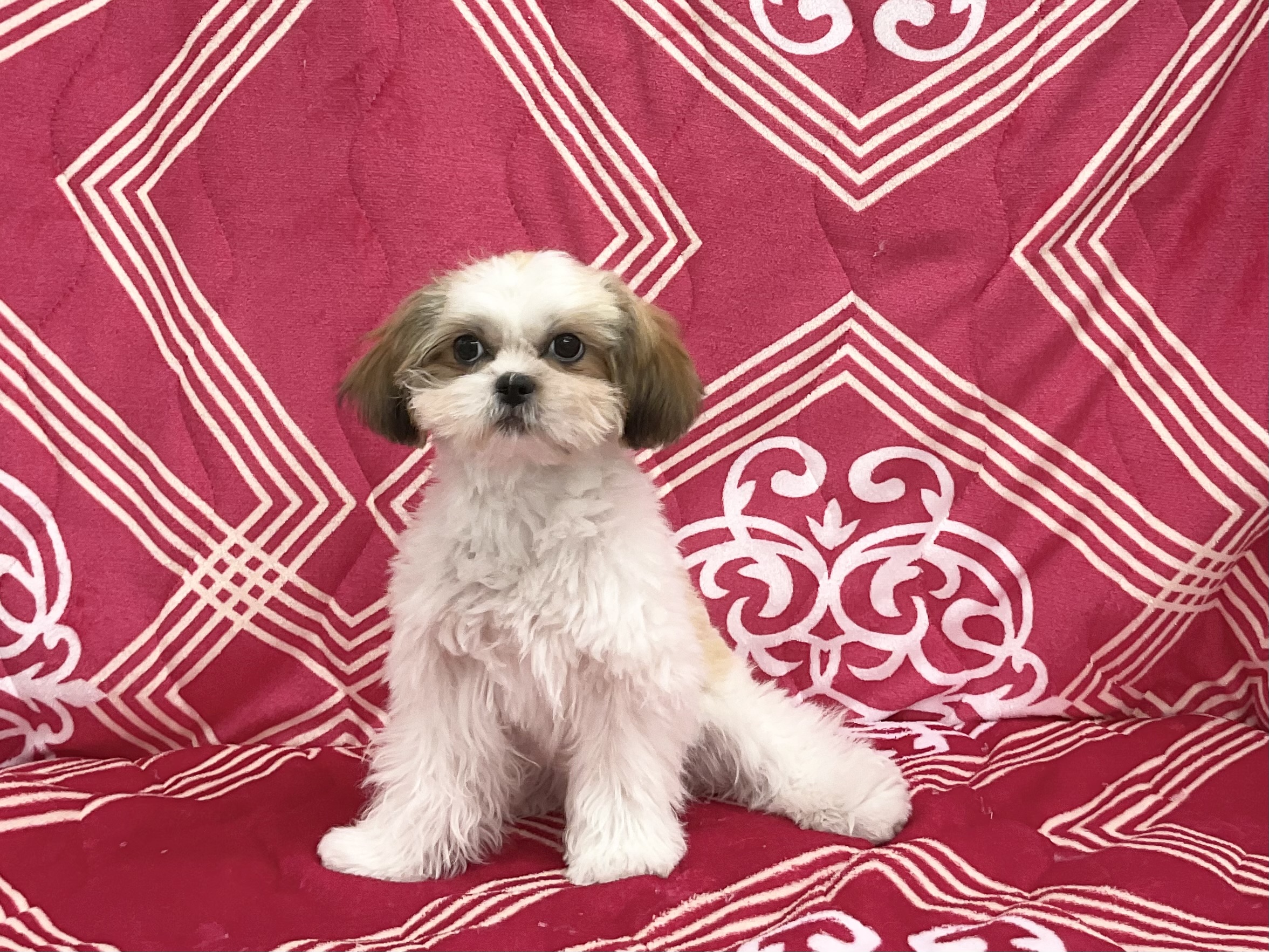 シーズー