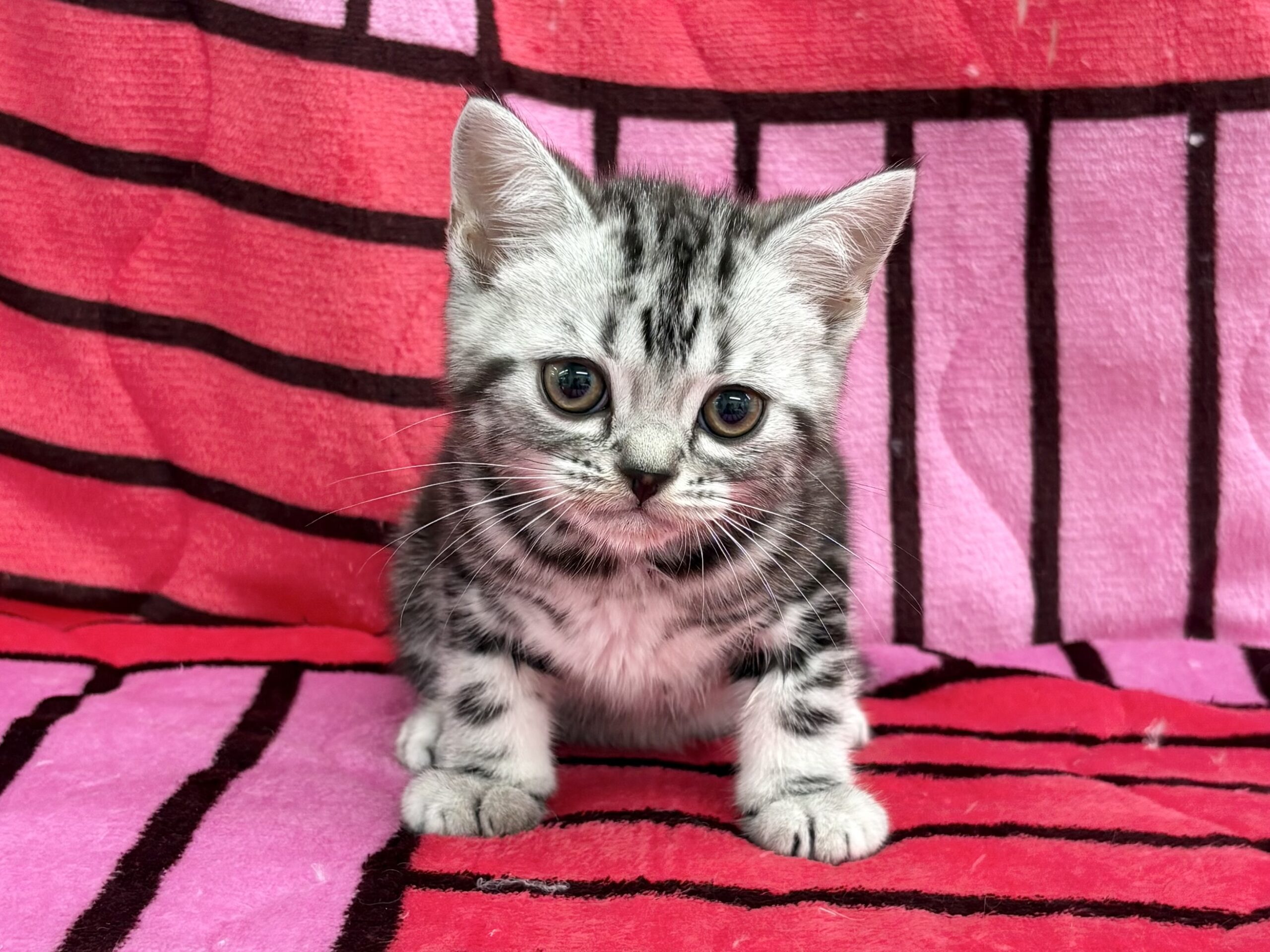 アメリカンショートヘアー