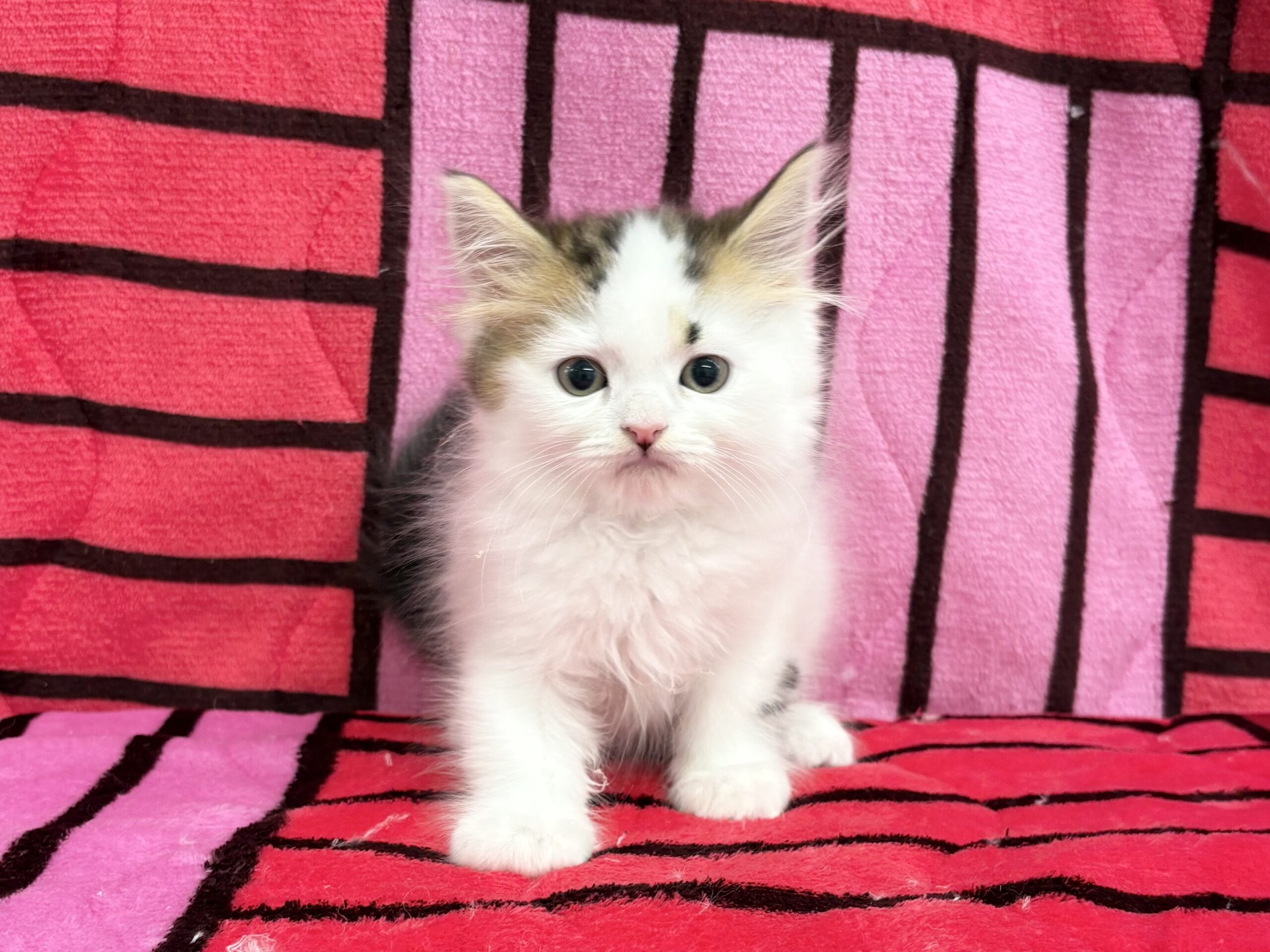 スコティッシュストレート