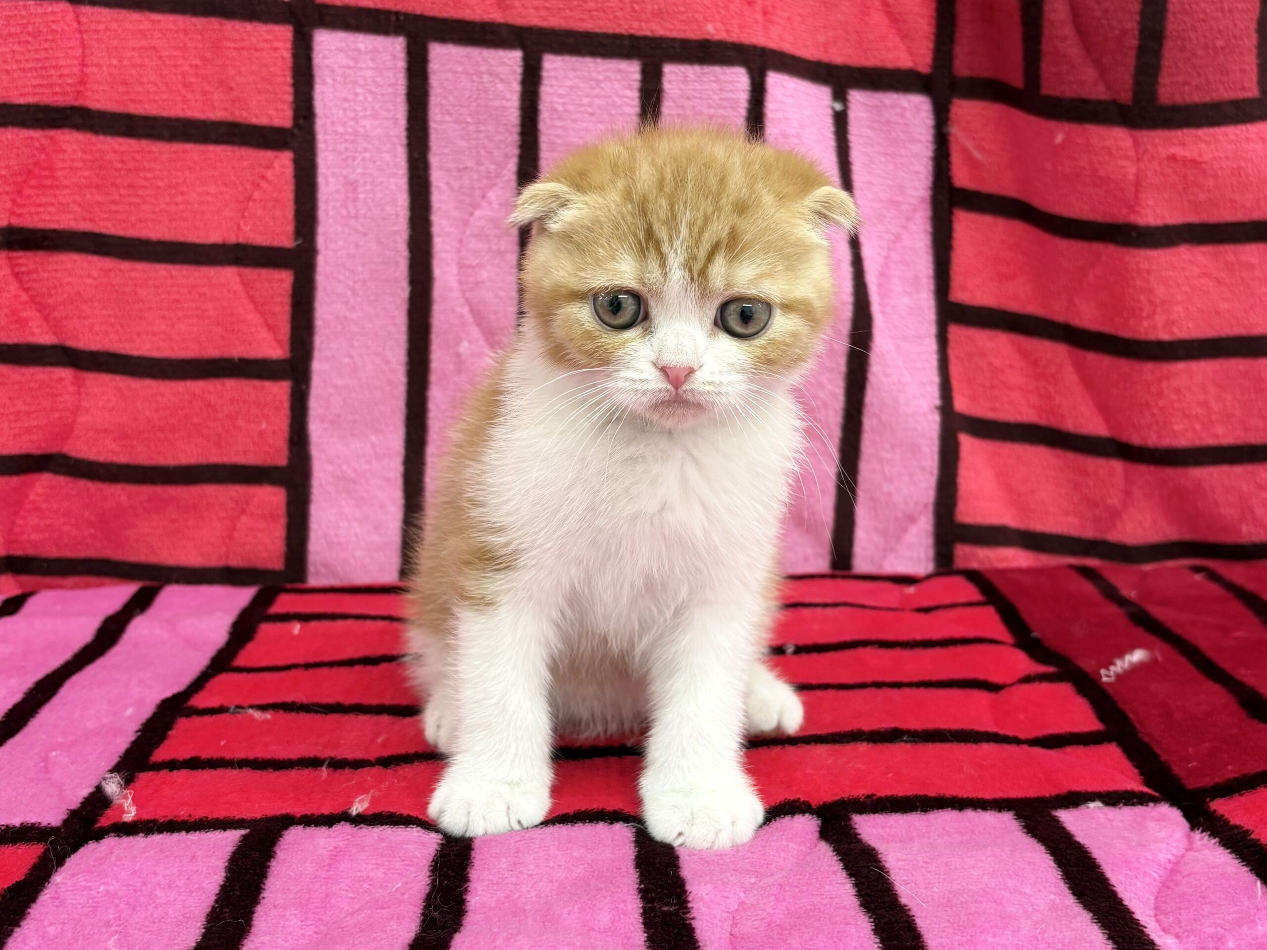 スコティッシュフォールド