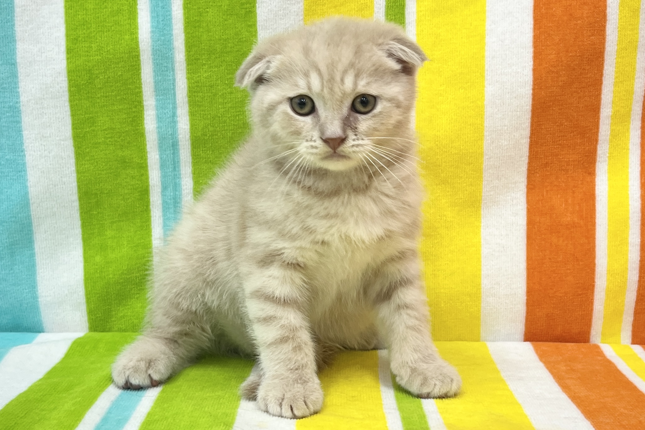 スコティッシュフォールド