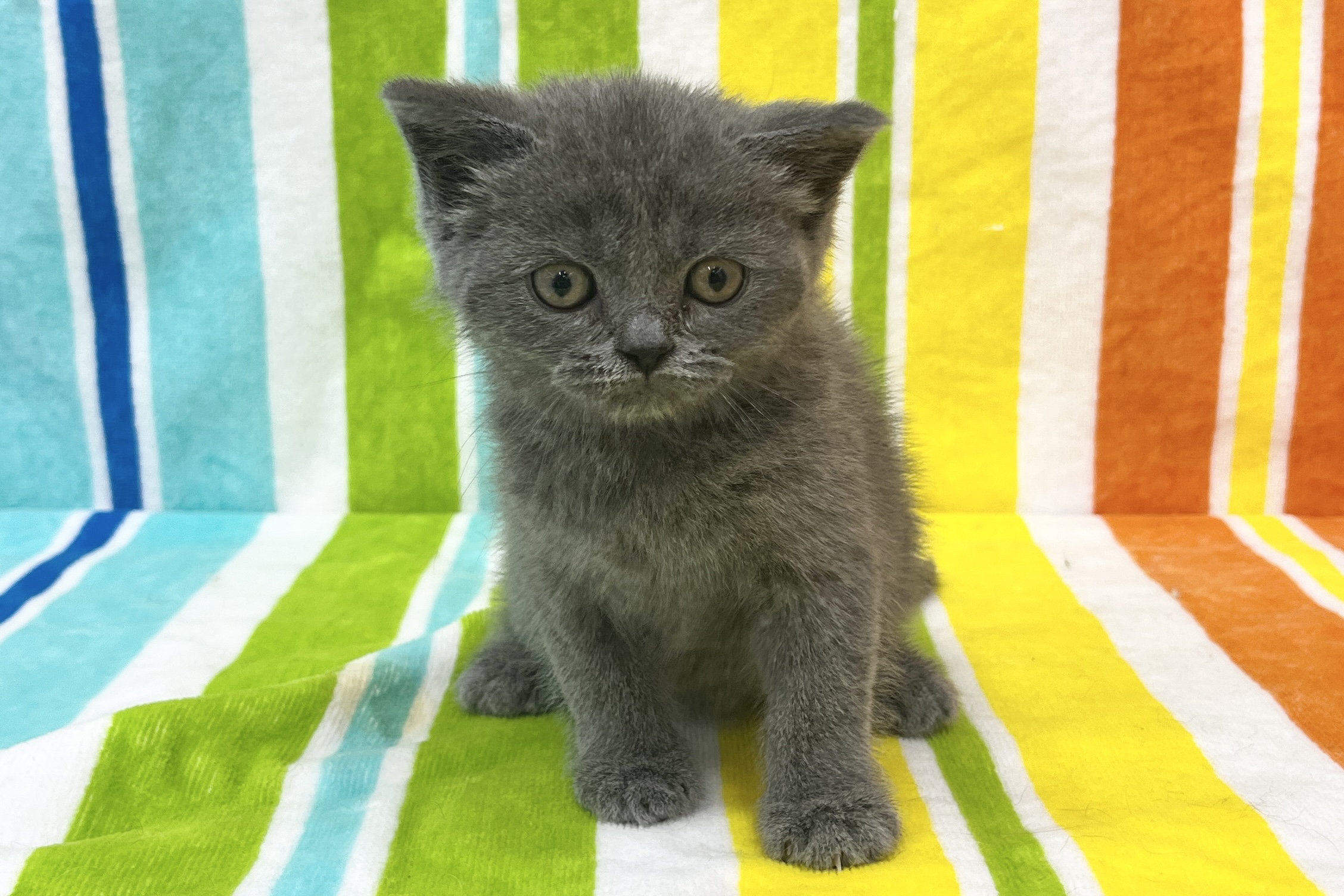 ブリティッシュ