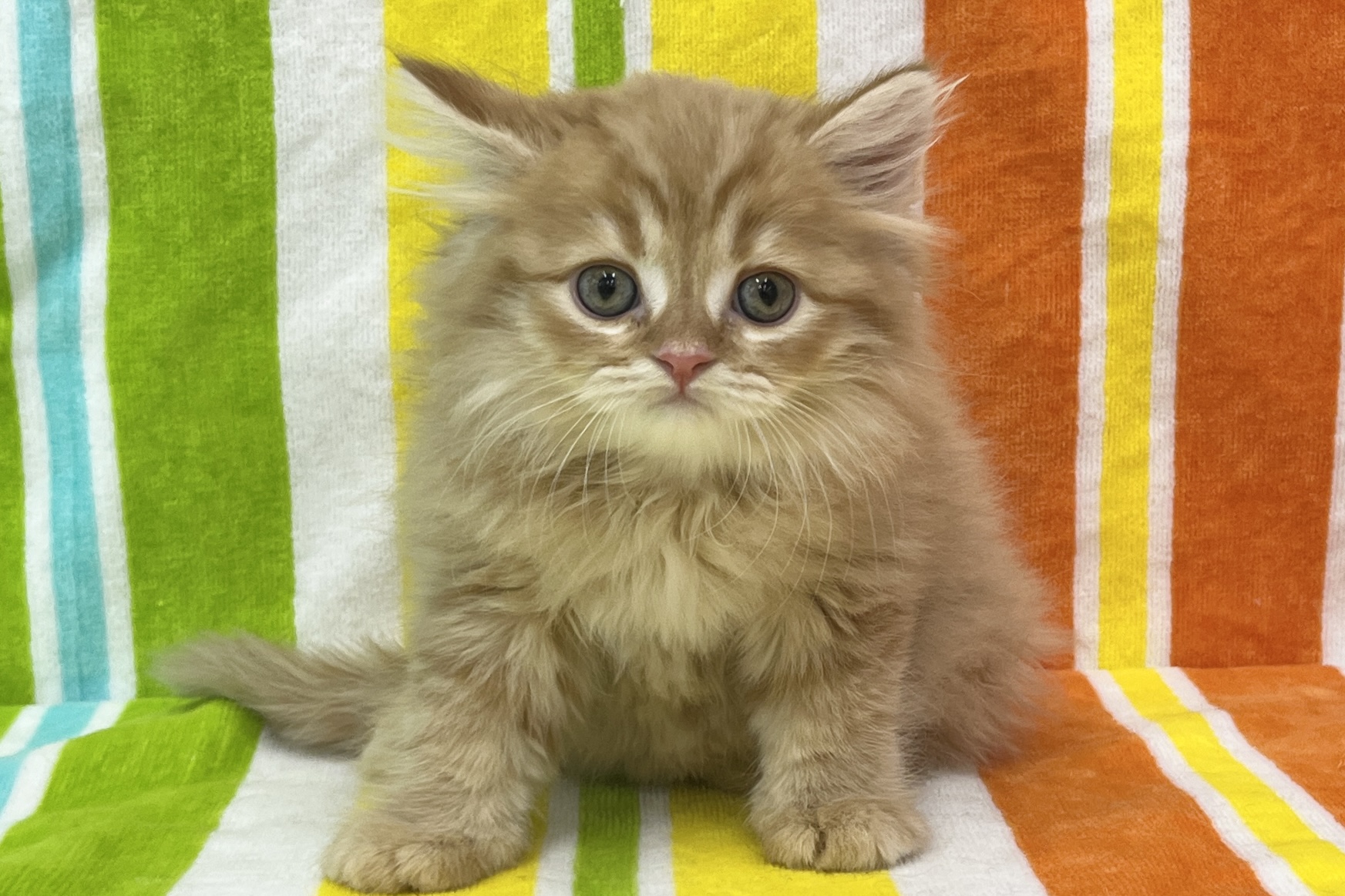 スコティッシュフォールド