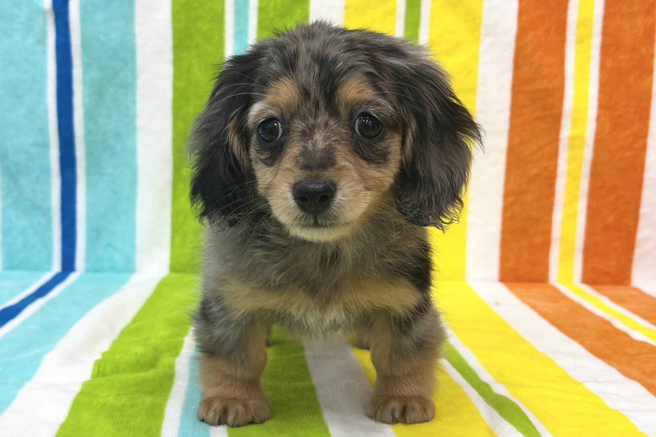 ミニチュアダックスフンド