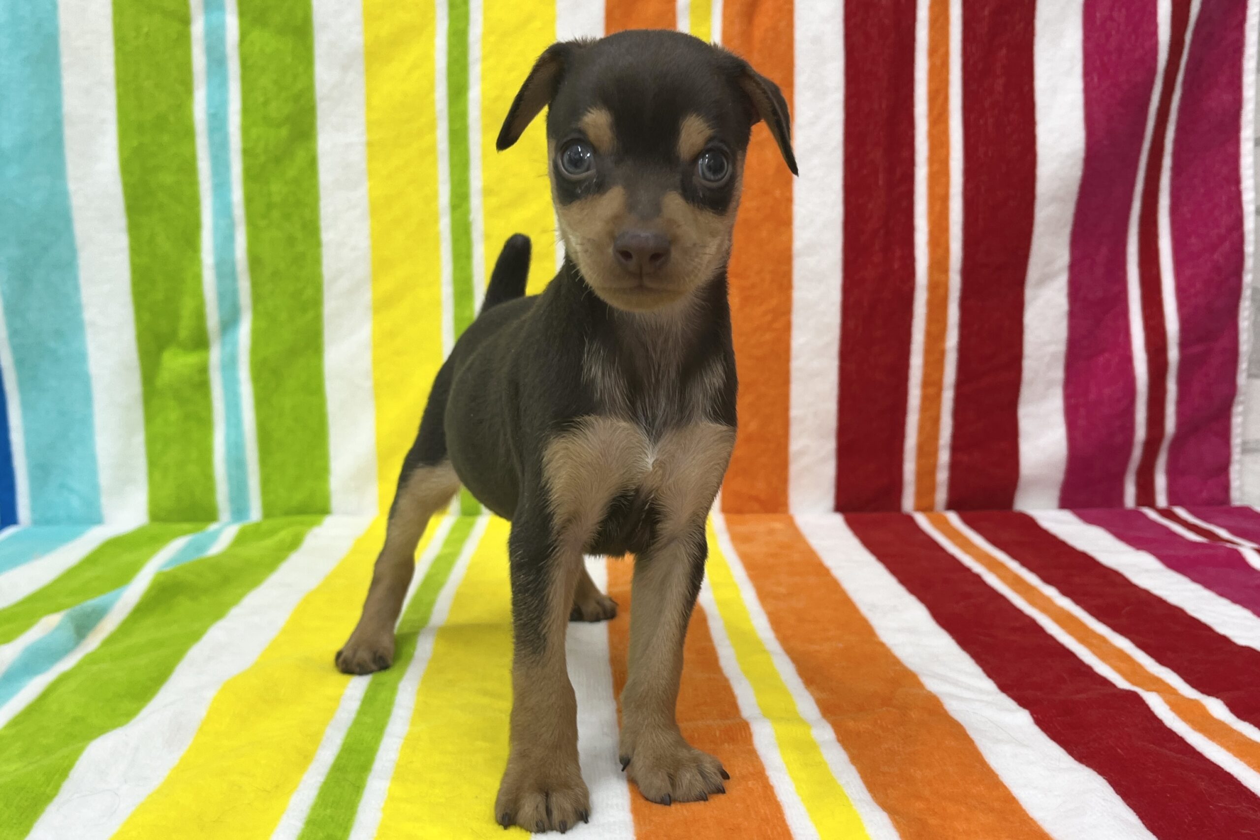 ミニチュアピンシャー