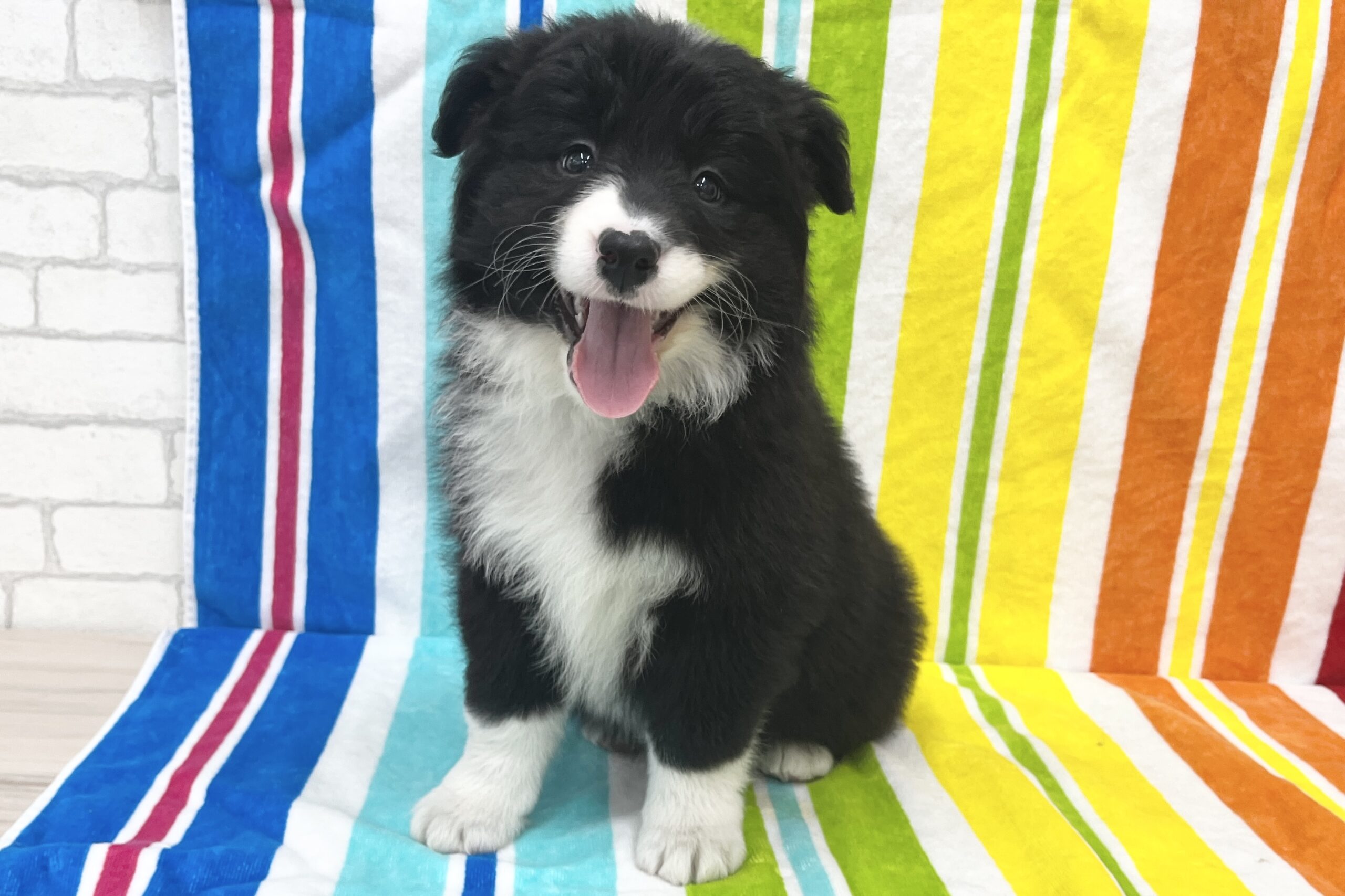 ボーダーコリー