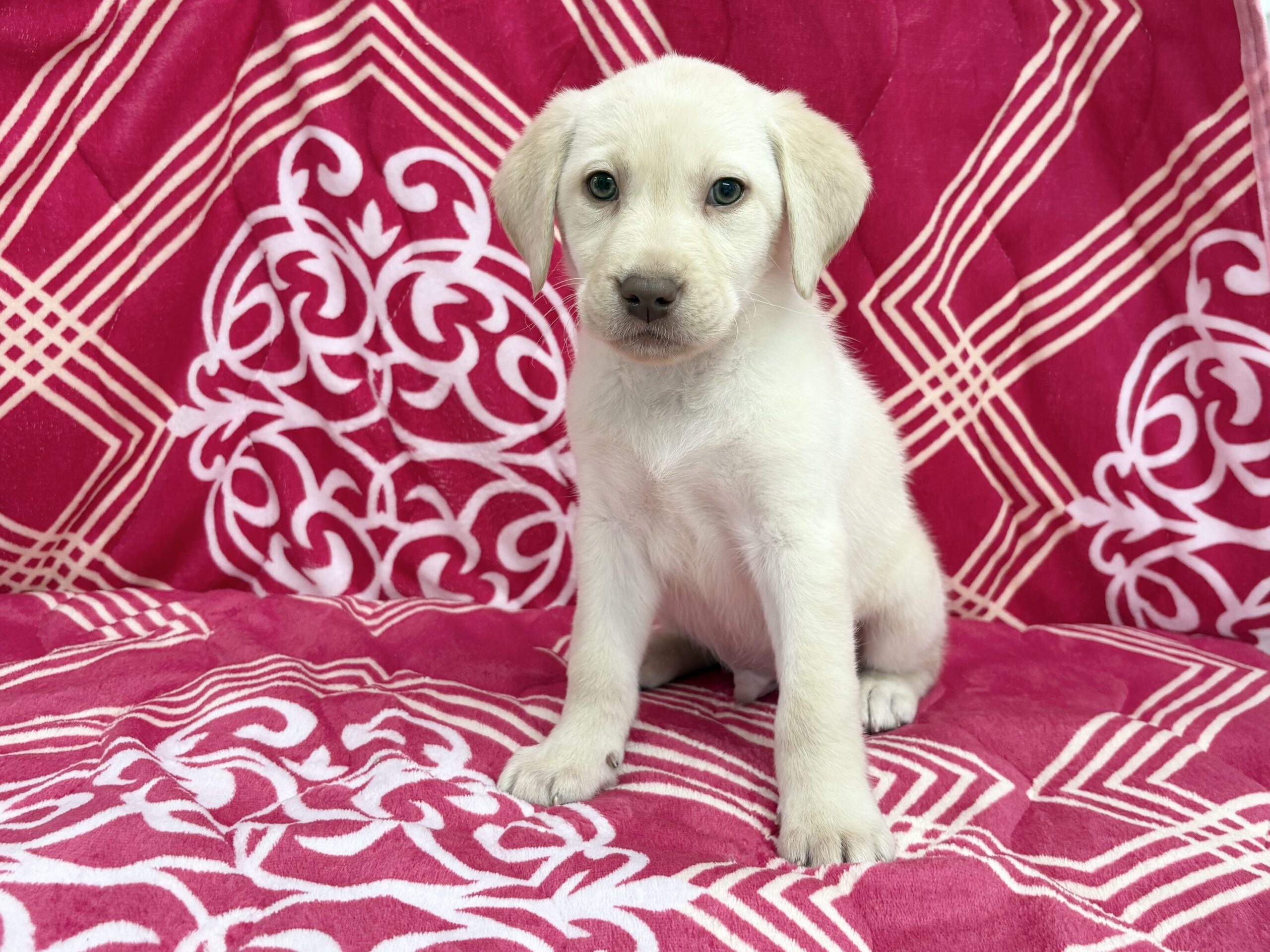 ラブラドールレトリーバー