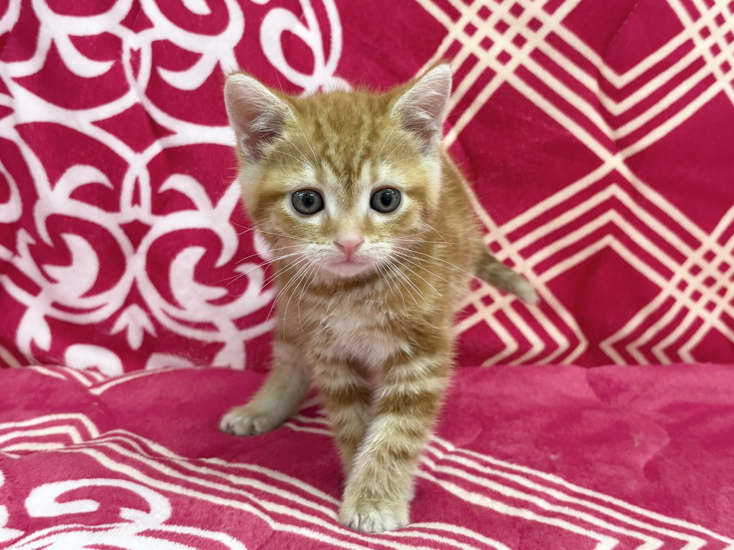 アメリカンショートヘアー