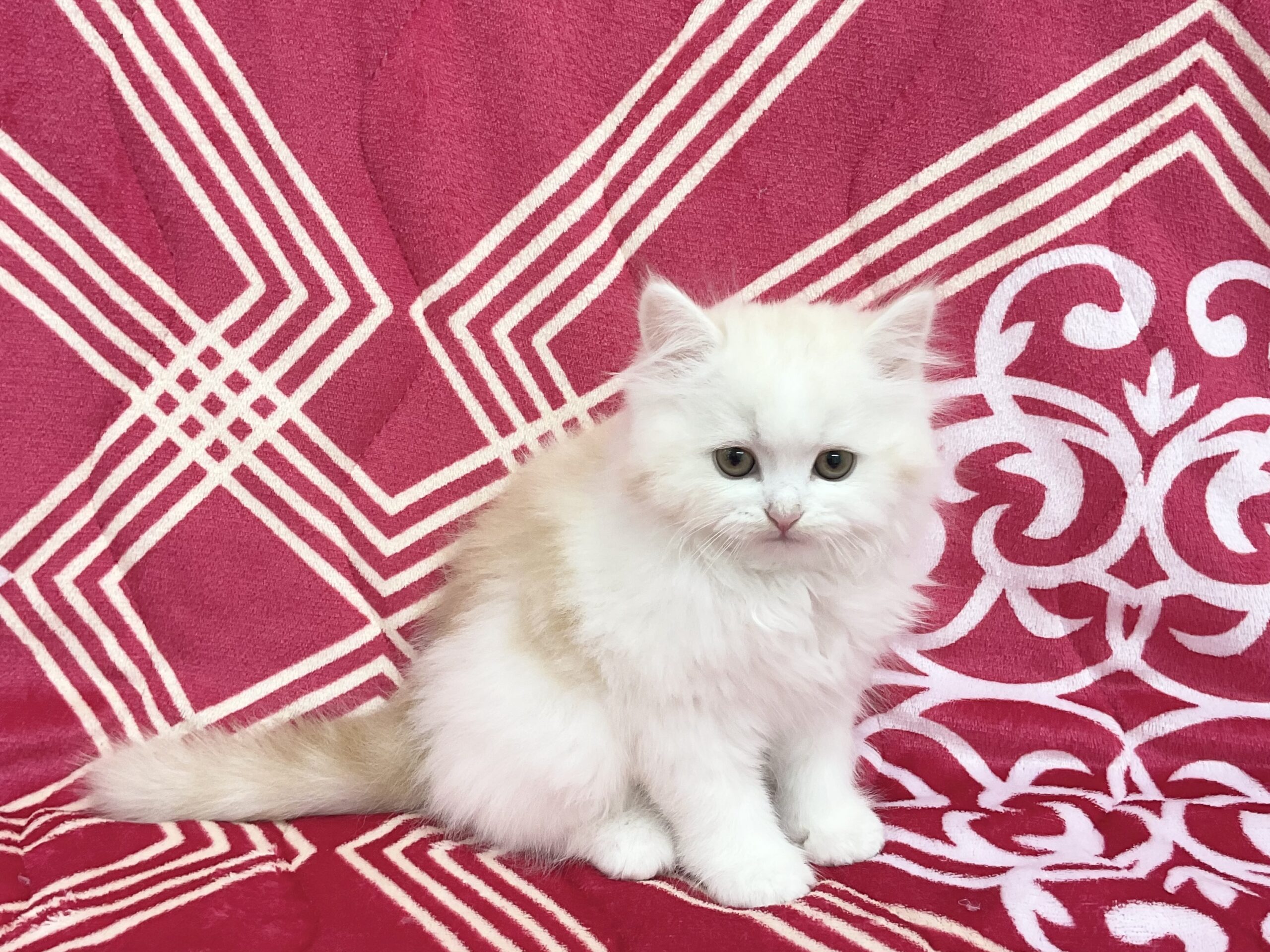 スコティッシュストレート