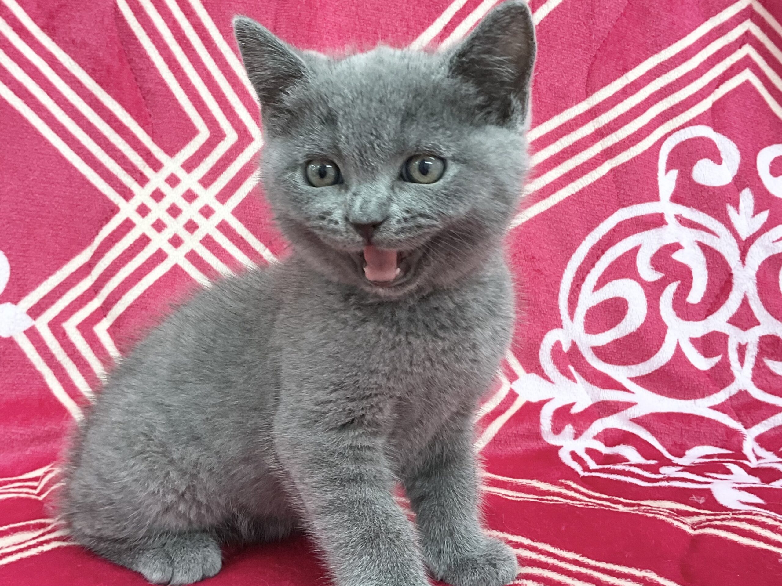 ブリティッシュショートヘア