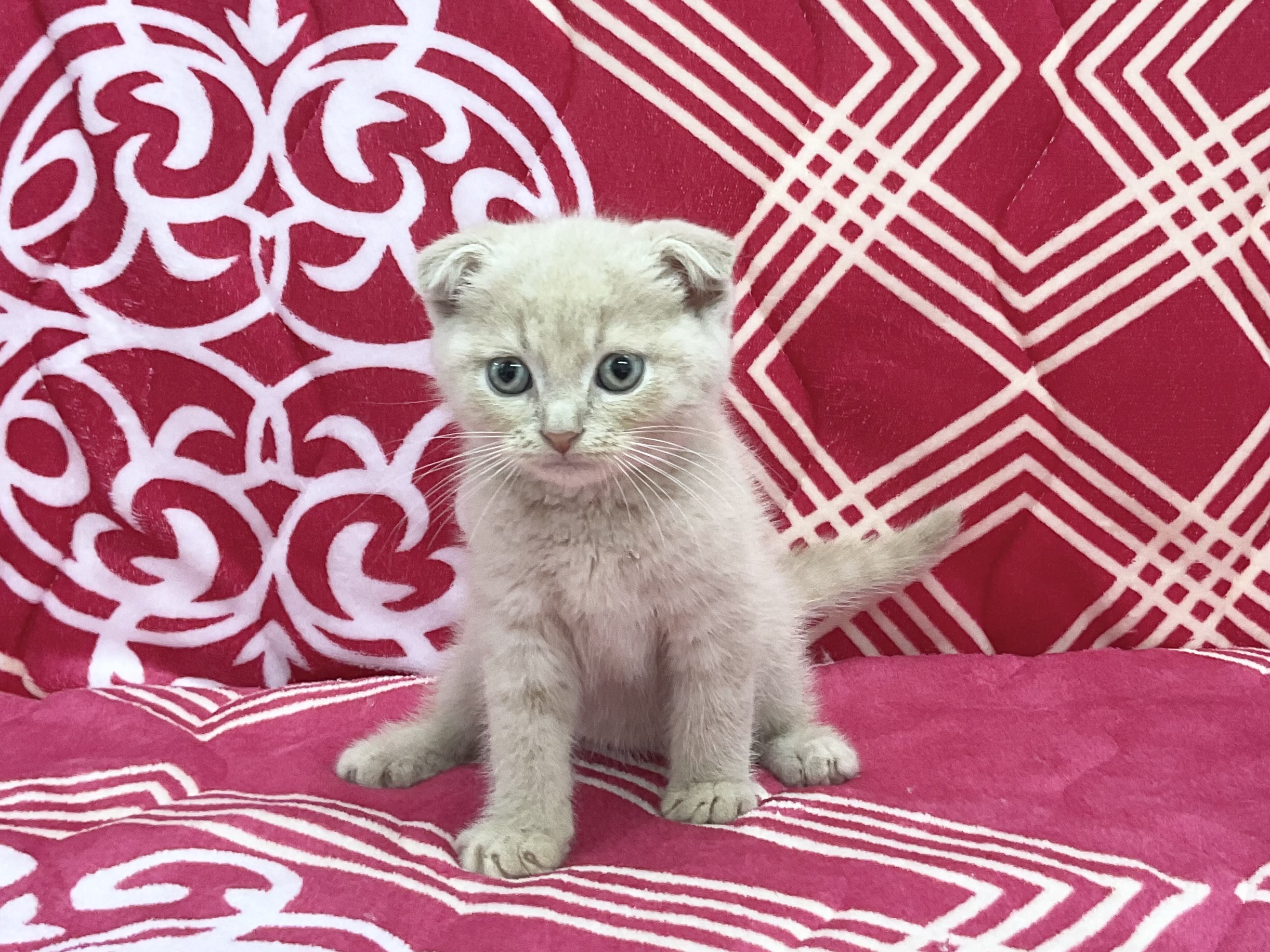 スコティッシュフォールド